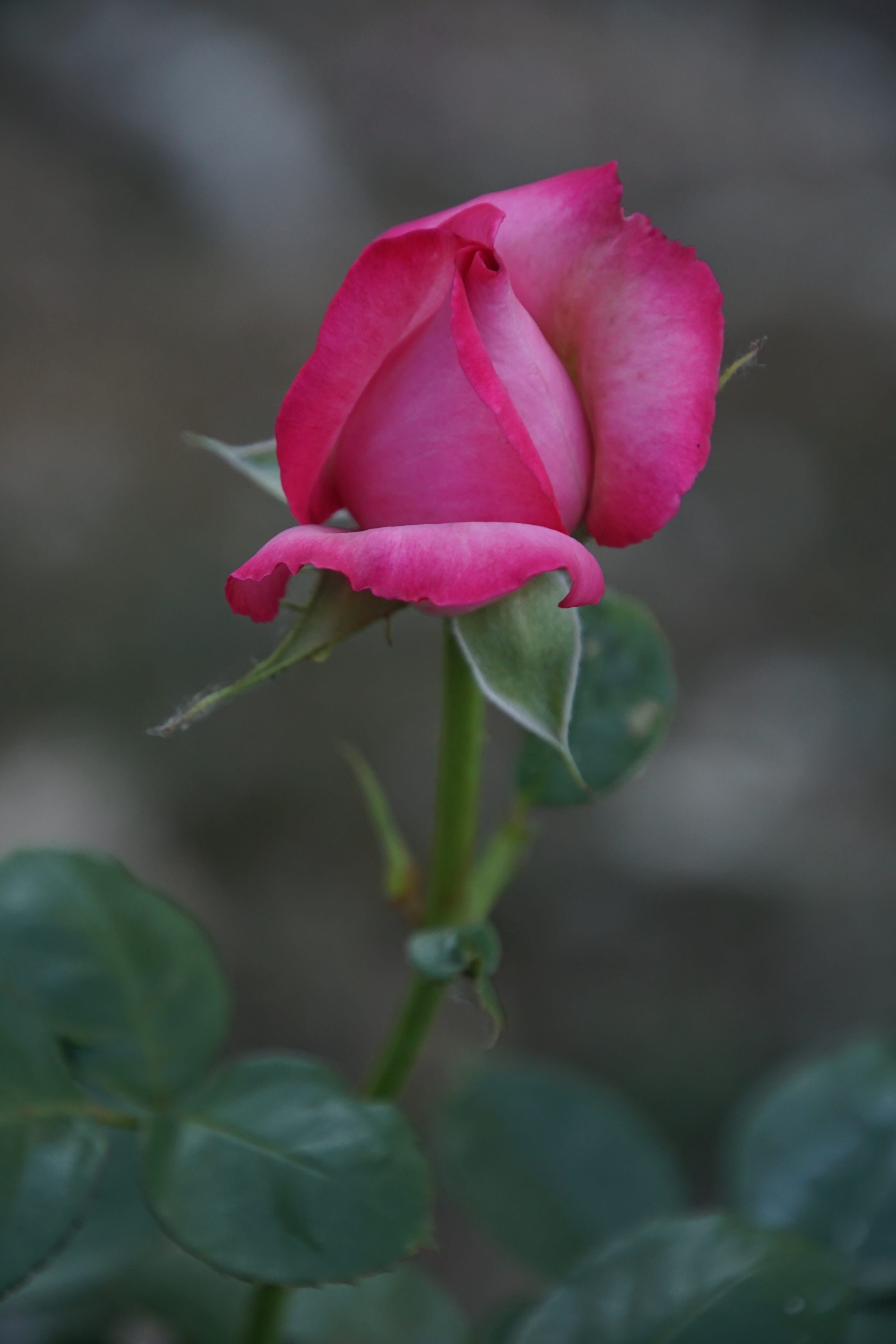 inflorescence, rose bloom, nature, red, leaf, growth, macro photography, freshness, green, rose - flower, outdoors, springtime, flower, day, purple, no people, Phone HD Wallpaper