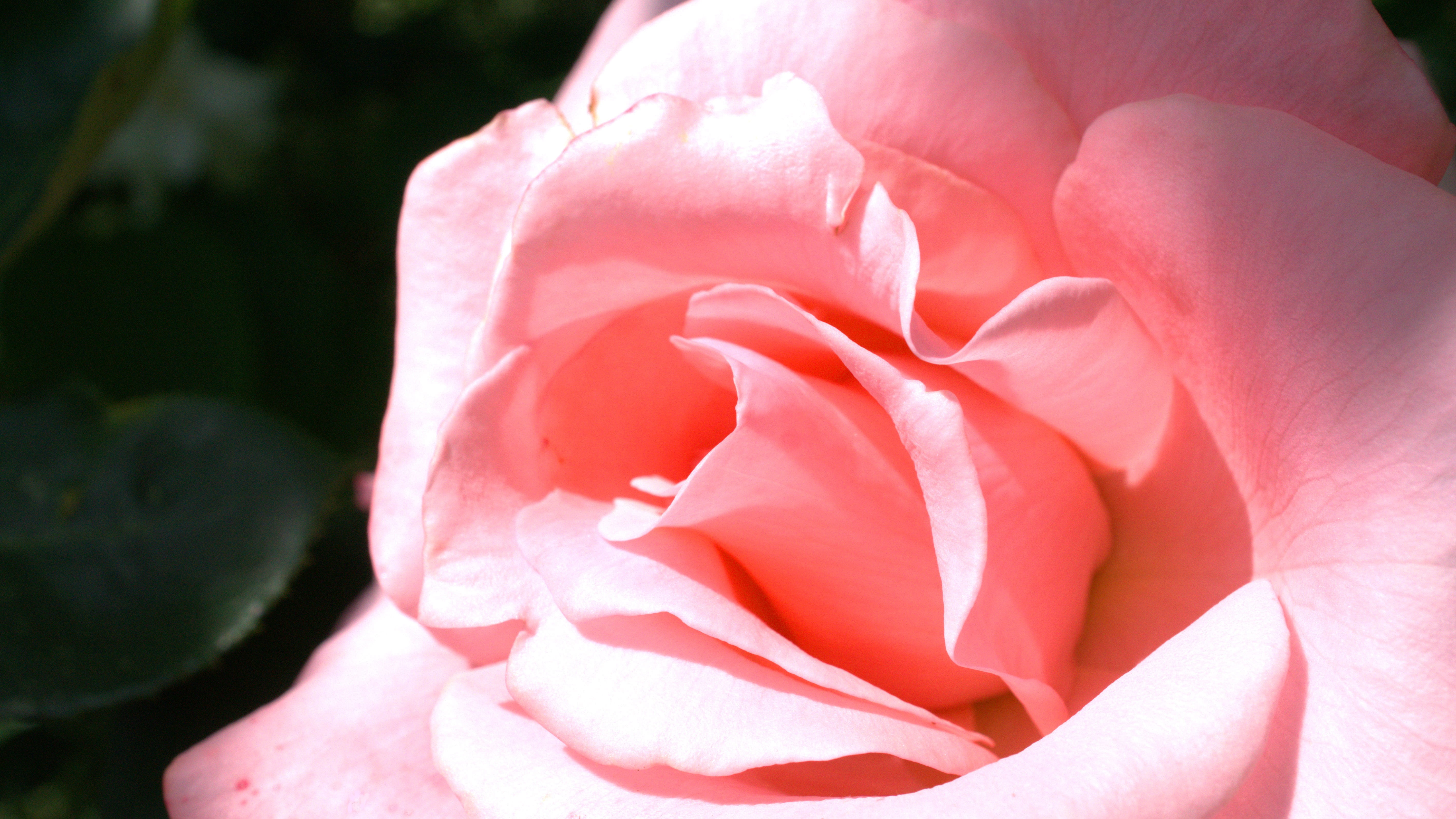 flowering plant, floribunda, day, nature, no people, rose - flower, bloom, petal, pink rose, pink color, blossom, valentines day - holiday, vulnerability, HD Wallpaper