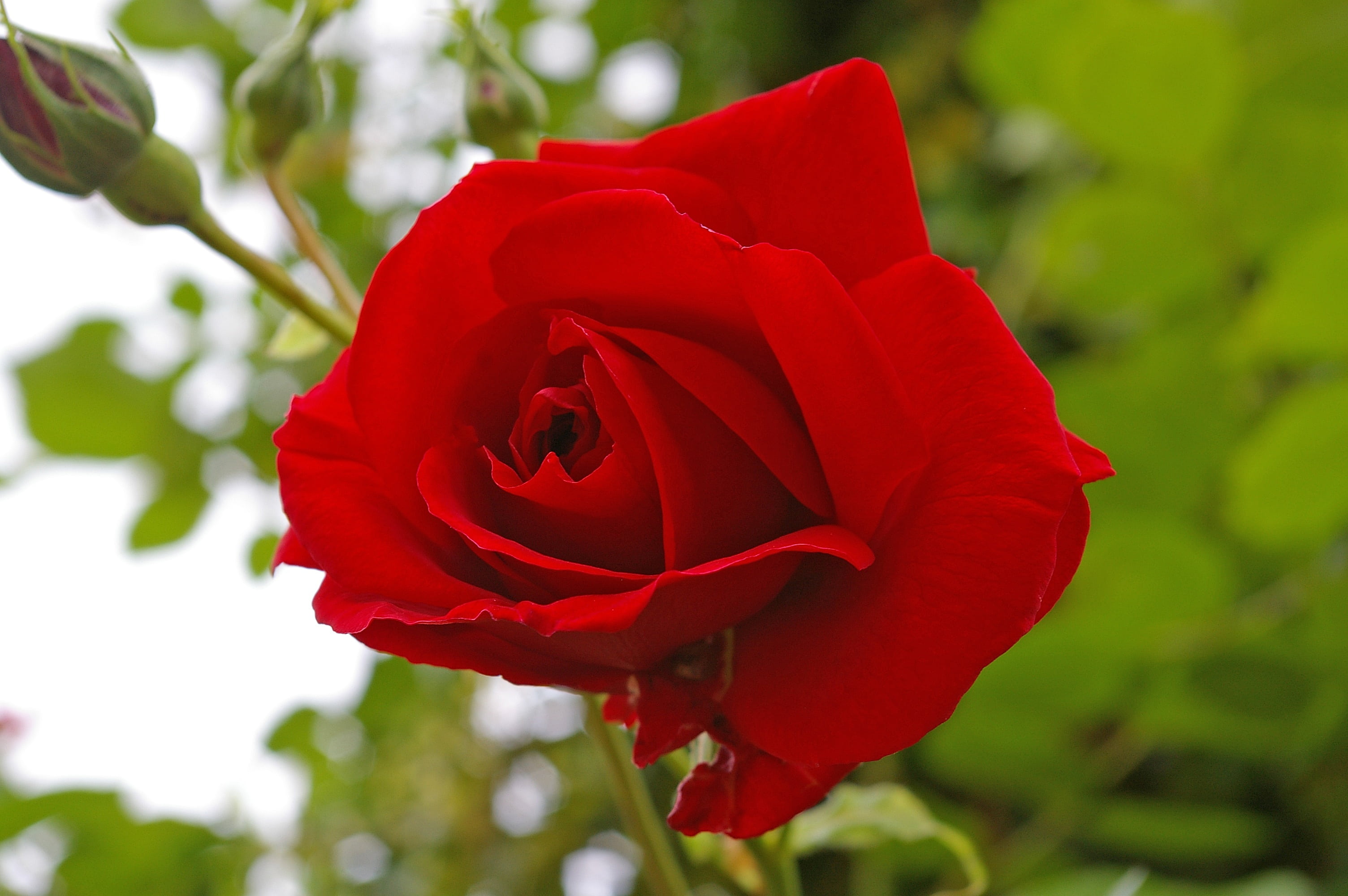 fragrance, focus on foreground, beauty, close-up, 2K, flower, love, summer, rose, fragility, rose breeding, flower bed, garden, growth, flora, nature, HD Wallpaper