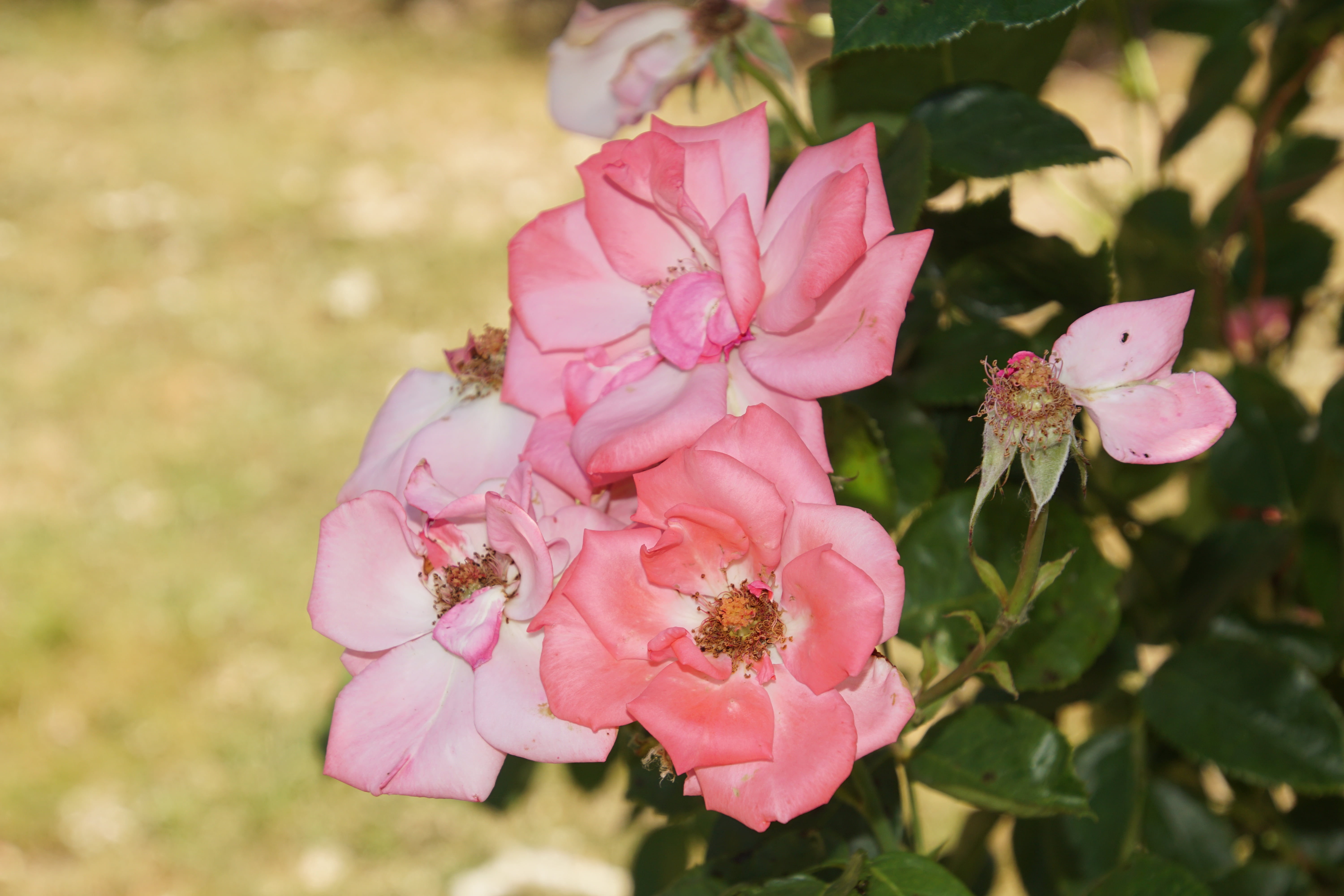 freshness, floristry voucher, flowering plant, cherry blossom, plant part, macro photography, rosaceae, blossom, form, outdoors, day, flower stalk, inflorescence, HD Wallpaper