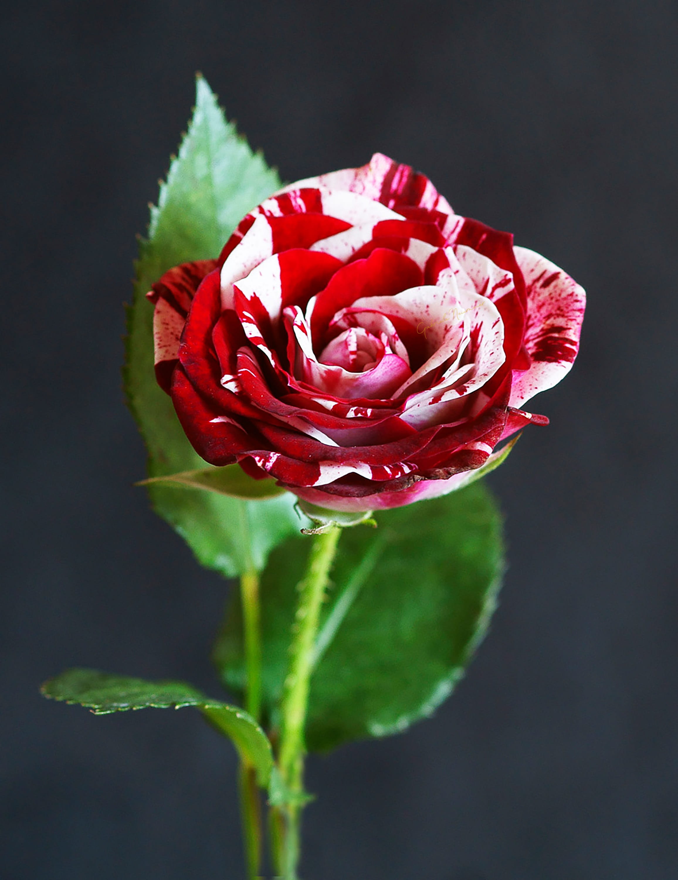 growth, romance, fragility, flowering plant, blossom, petals, flora, rose, leaves, freshness, 2K, red, beauty, roses, flower, nature, leaf, inflorescence, Phone HD Wallpaper