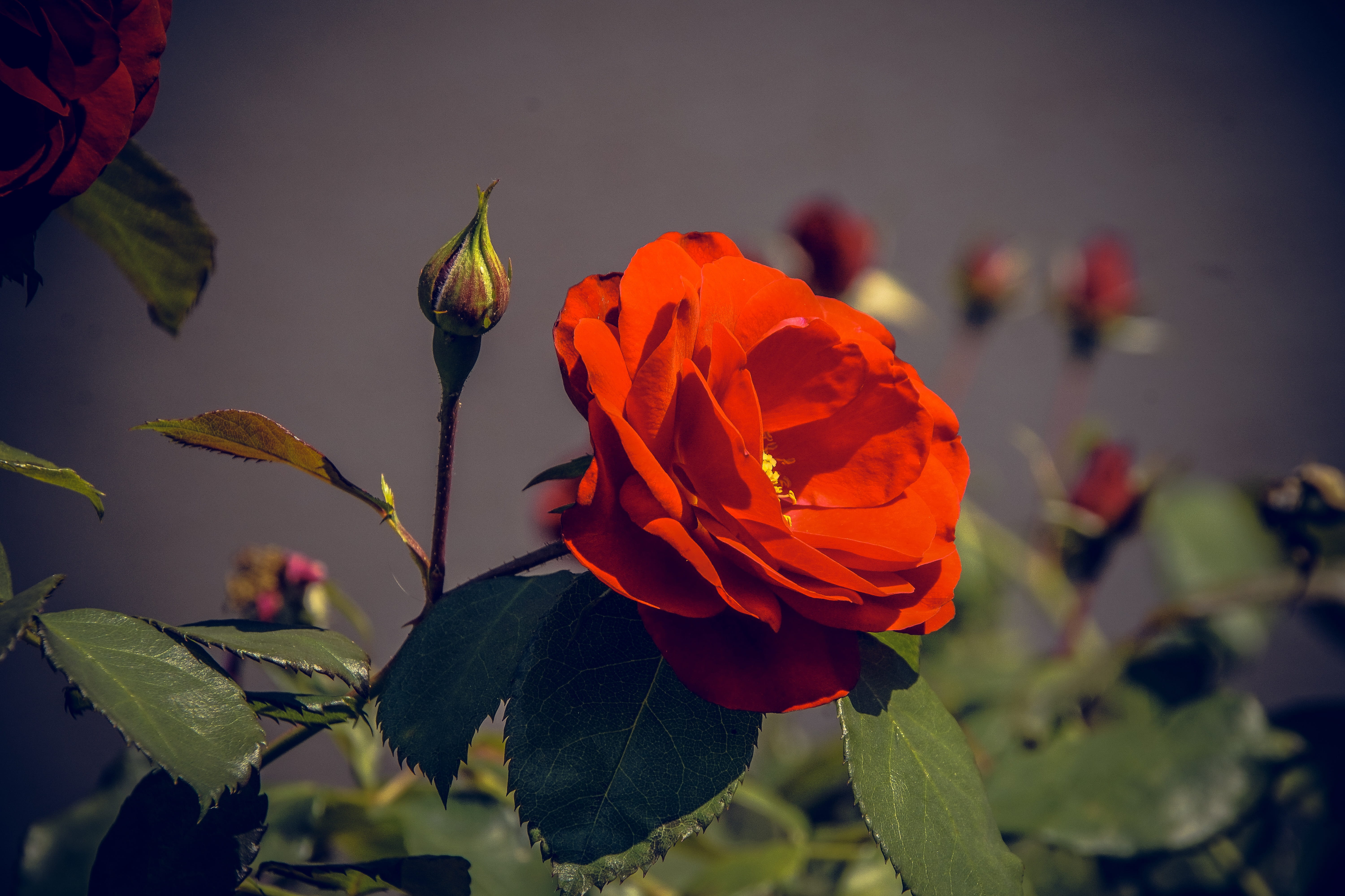 blossom, rose, flower head, inflorescence, form, valentines day, leaf, spring, bloom, color, growth, plants and flowers, rose - flower, summer, floristry voucher, HD Wallpaper