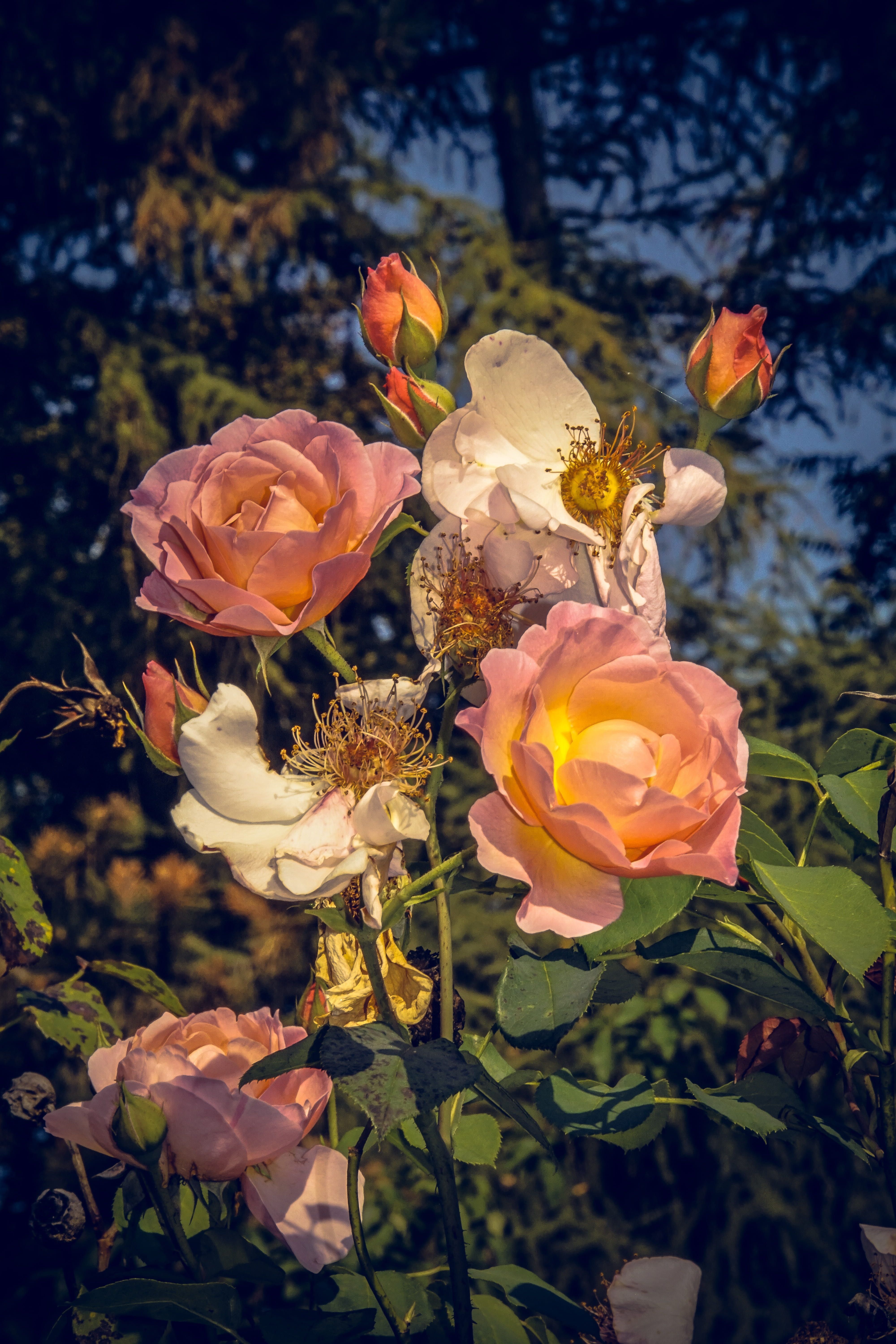 focus on foreground, rosaceae, floristry voucher, 5K, vulnerability, flower head, blossom, flower, plants and flowers, sunlight, no people, flowering plant, Phone HD Wallpaper