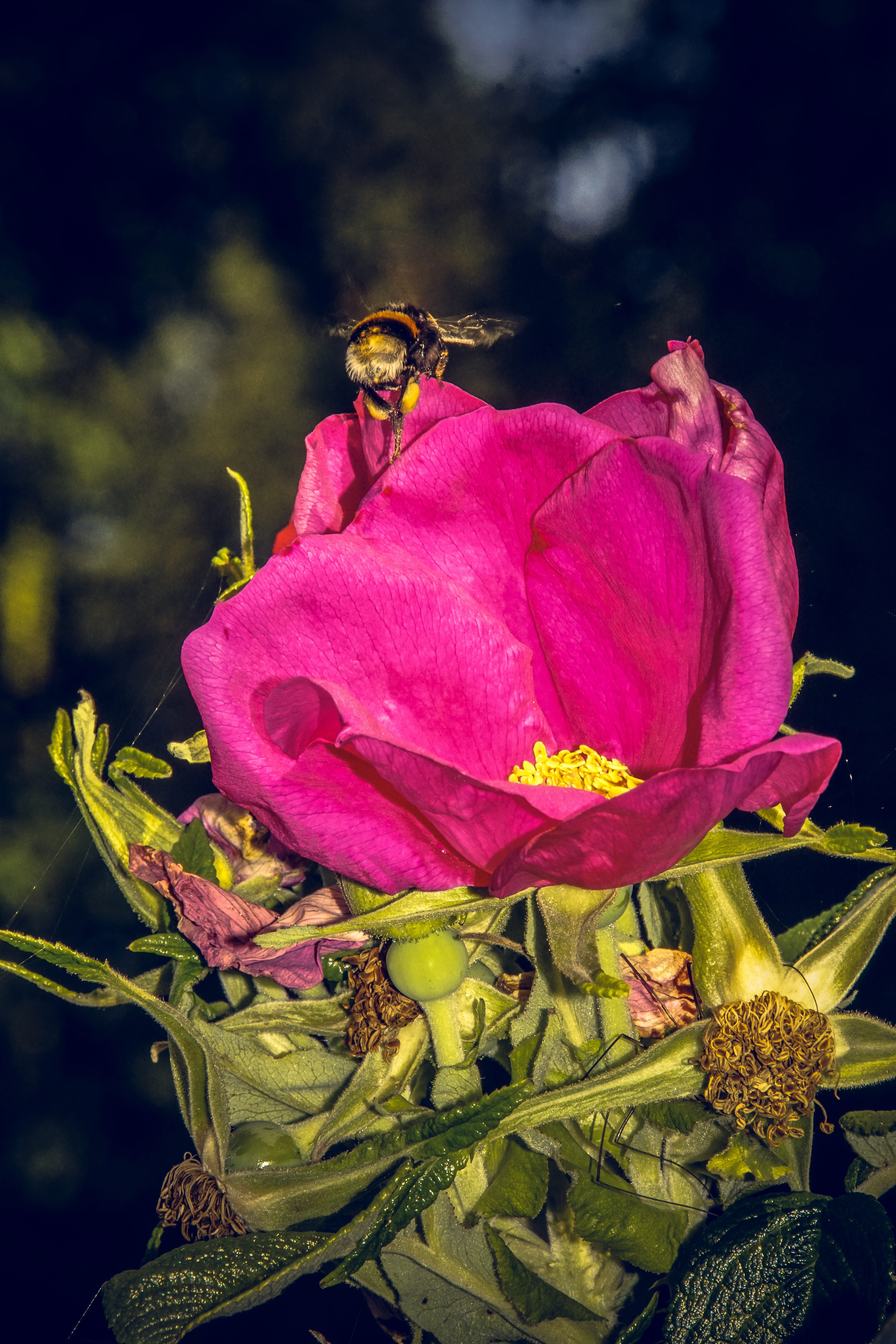 pink color, vulnerability, red, rose bloom, yellow, focus on foreground, bloom, freshness, pollen, outdoors, bouquet, growth, macro photography, animal, Phone HD Wallpaper