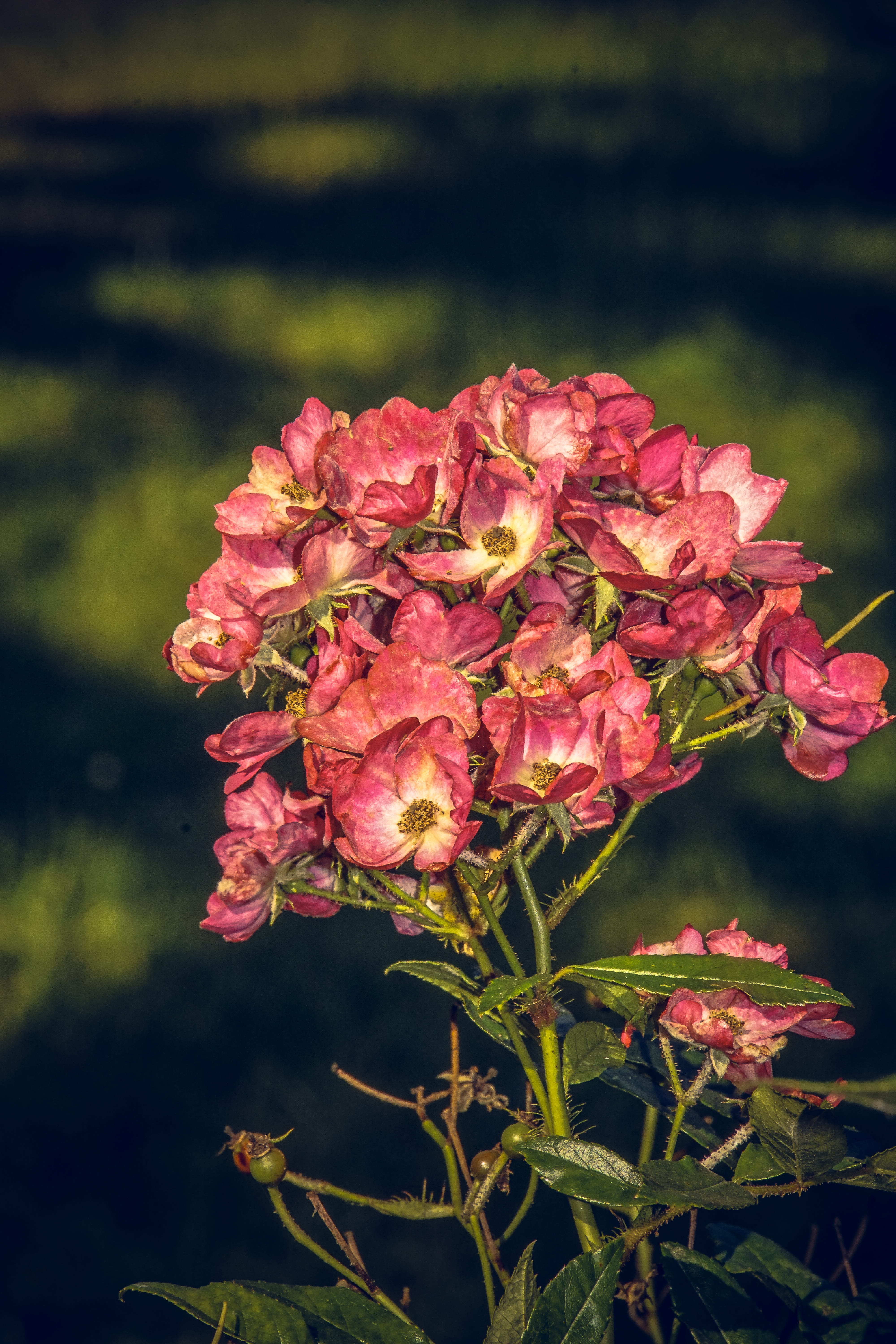 growth, nature, inflorescence, 5K, breeding, rose, bloom, flowering plant, petal, flower stalk, spring, rose breeding, vulnerability, color, rose bloom, Phone HD Wallpaper