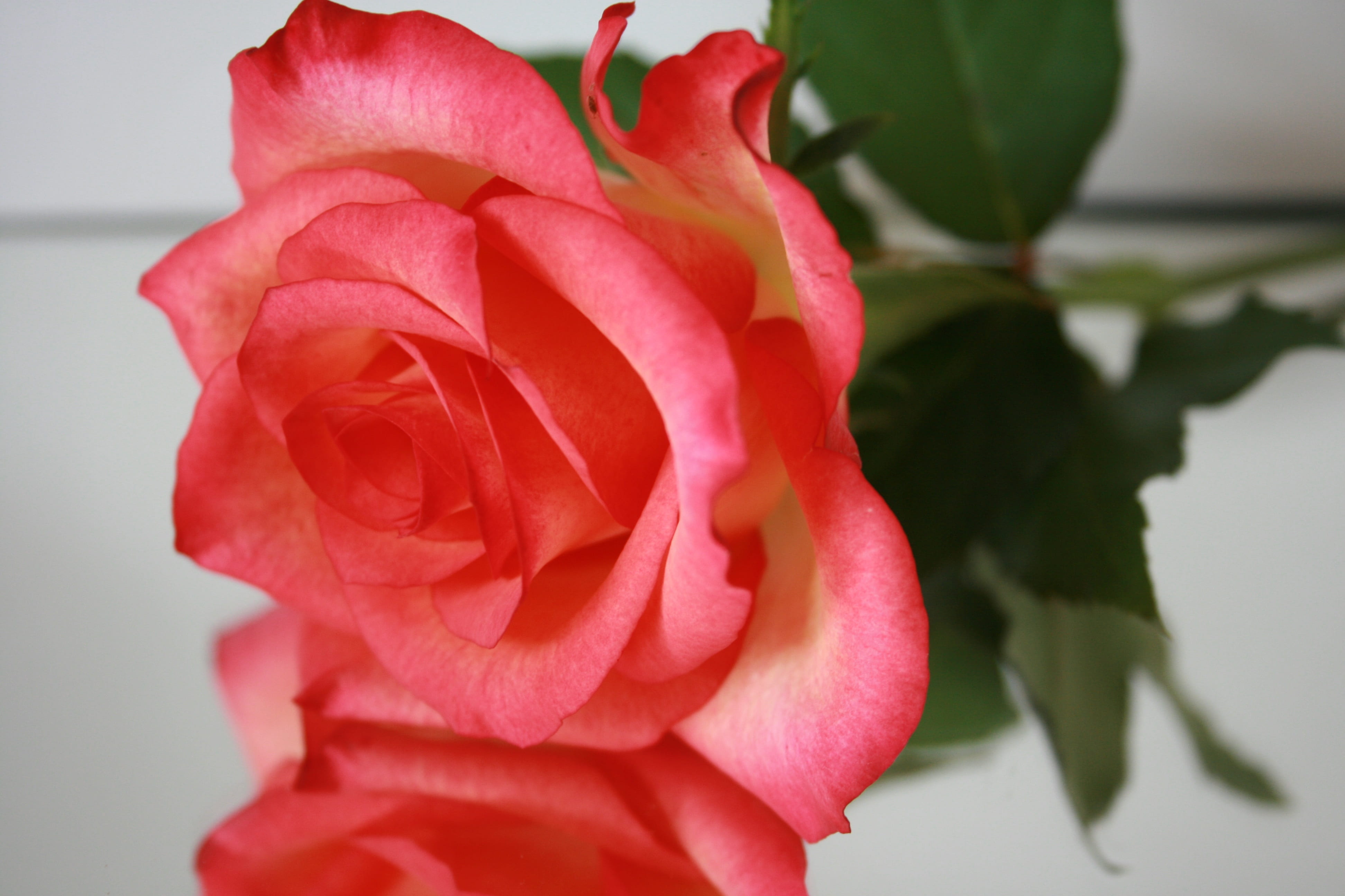 freshness, leaf, petal, growth, flower, rose breeding, beauty in nature, close-up, beauty, nature, inflorescence, fragrance, red, rose bloom, no people, HD Wallpaper