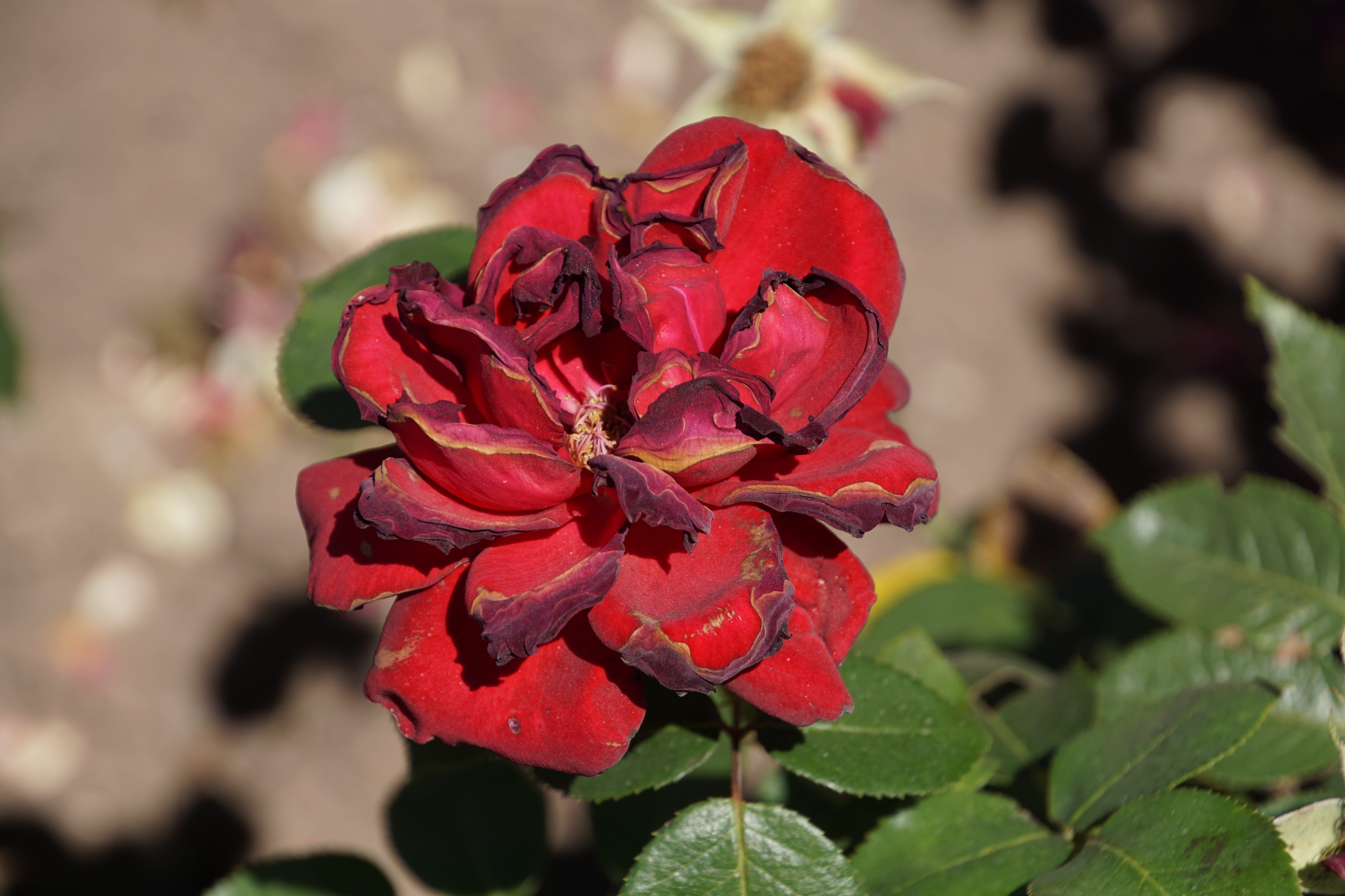 summer, plant part, plants and flowers, flower, velvet, floristry voucher, plant, purple, no people, outdoors, freshness, color, red, flowering plant, valentines day, HD Wallpaper
