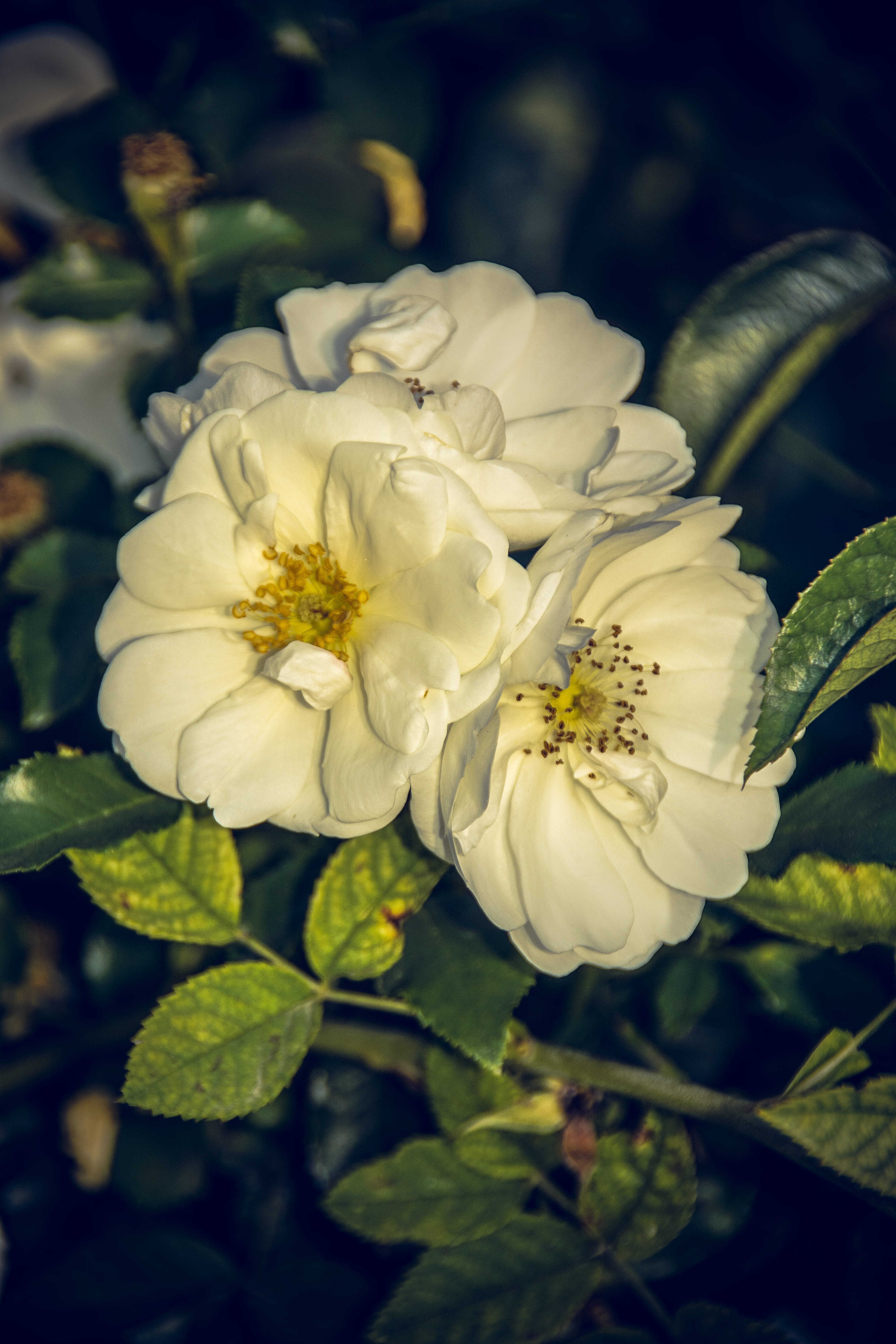 green, beauty in nature, close-up, rose, summer, rose bloom, close up, day, petal, plants and flowers, white color, focus on foreground, flower stalk, fragility, Phone HD Wallpaper