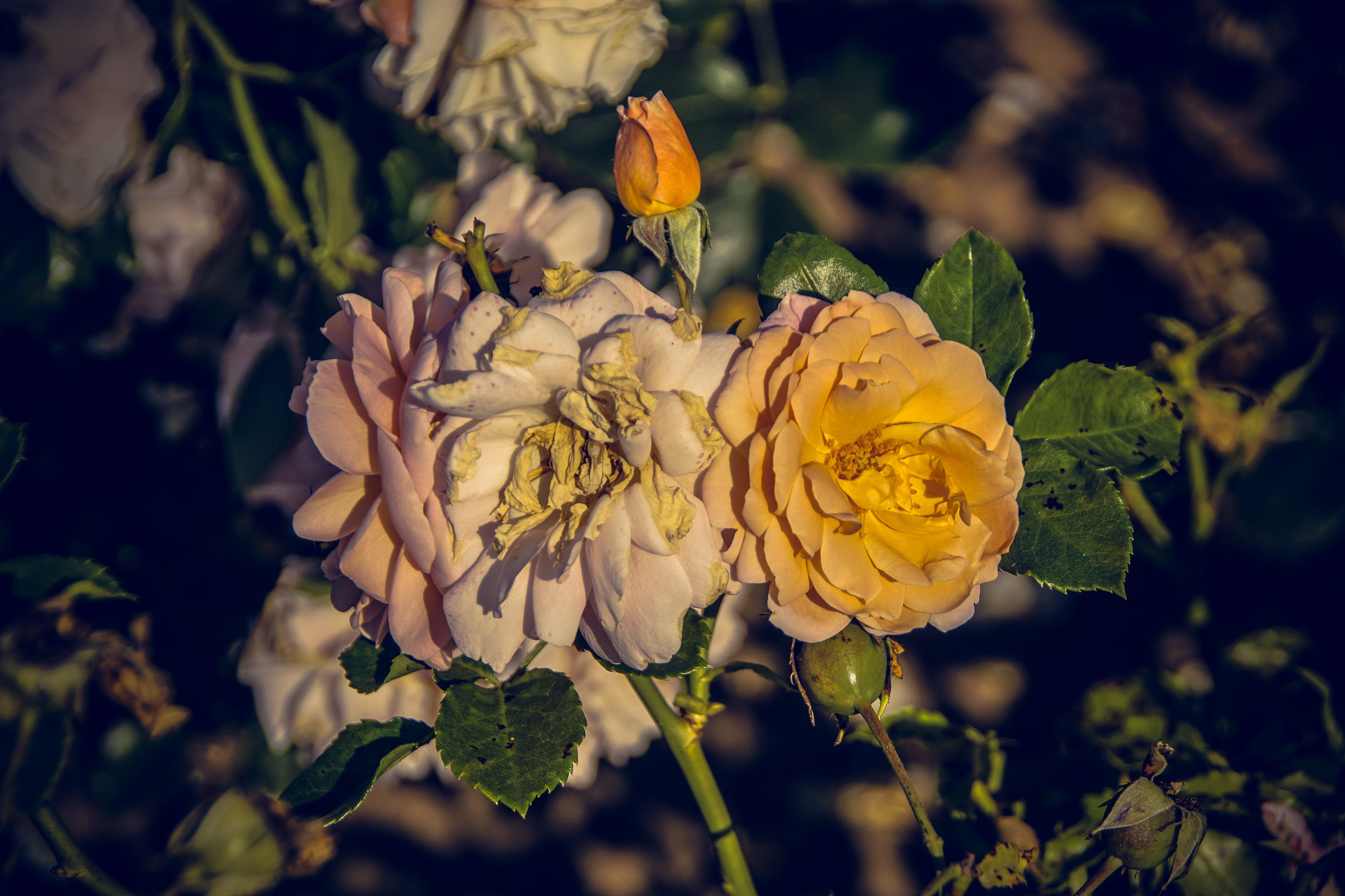 bouquet, floristry voucher, bloom, petal, yellow, plant part, green, rosaceae, beauty, flower head, love, beauty in nature, breeding, leaf, plant, outdoors, HD Wallpaper
