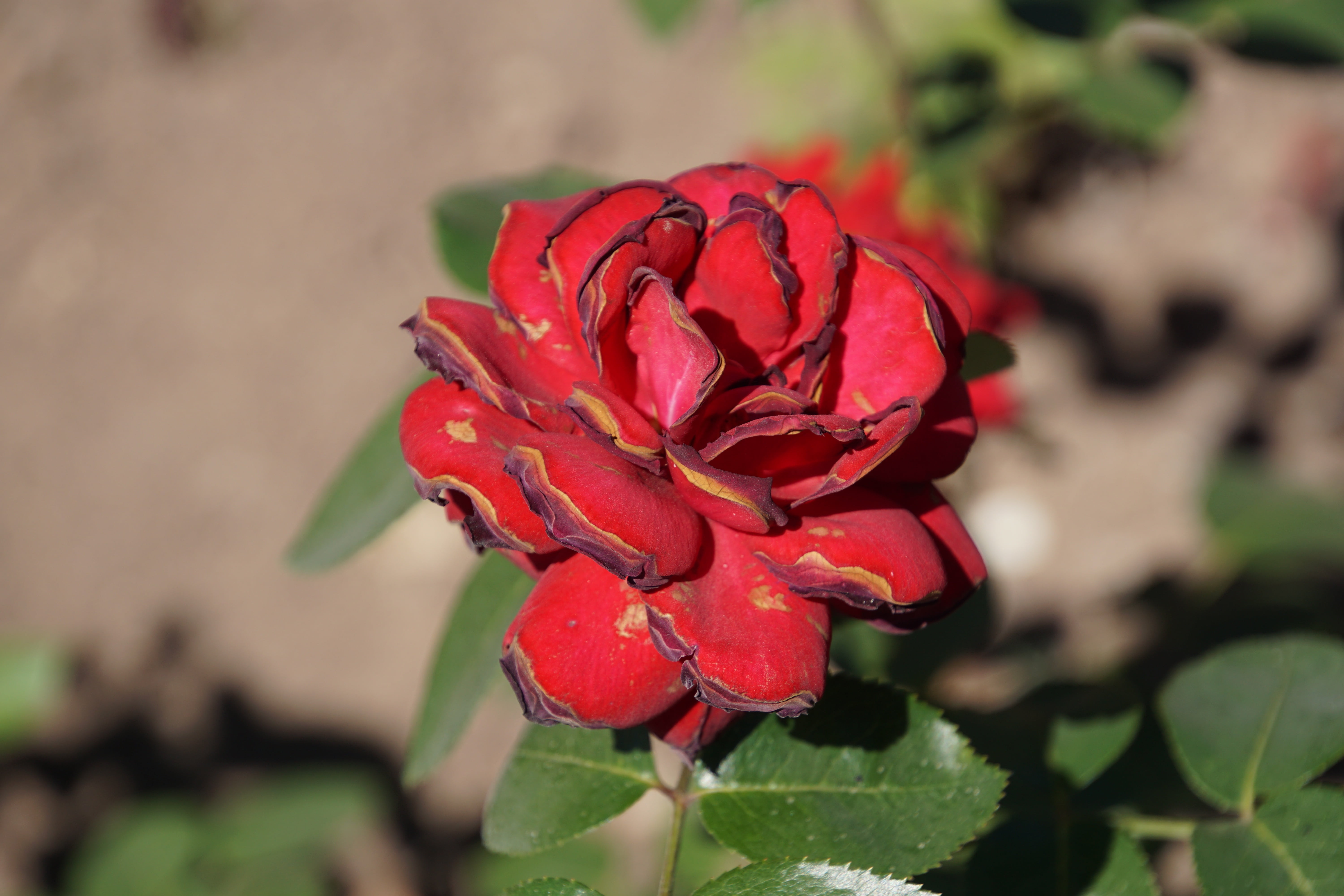 outdoors, summer, rose breeding, beauty in nature, macro photography, plants and flowers, no people, rose, fragility, red, floristry voucher, blossom, plant, HD Wallpaper