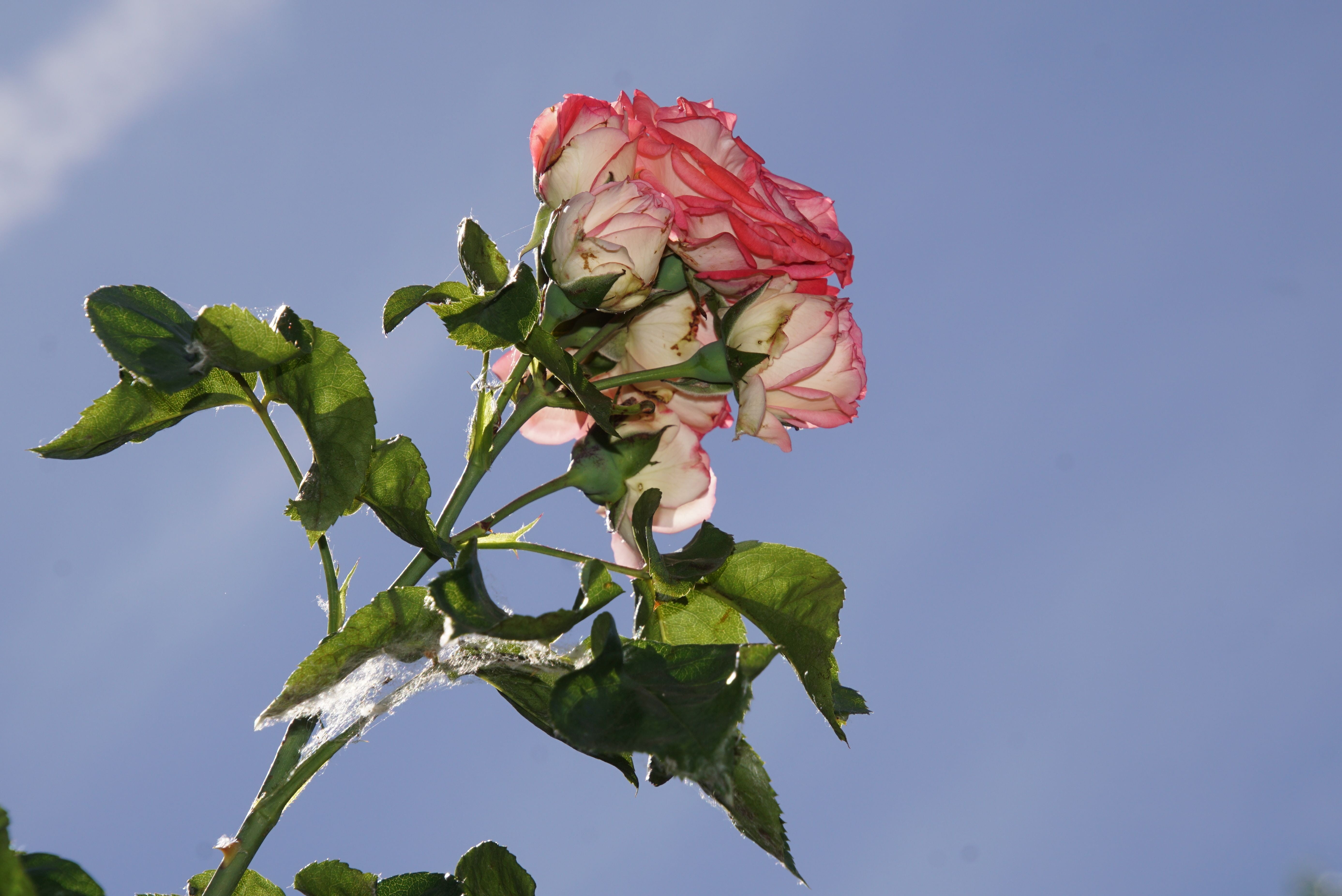 5K, white, rosaceae, outdoors, rose bloom, valentines day, no people, blue, rose, nature, plant part, flowering plant, form, antiquity, summer, freshness, HD Wallpaper