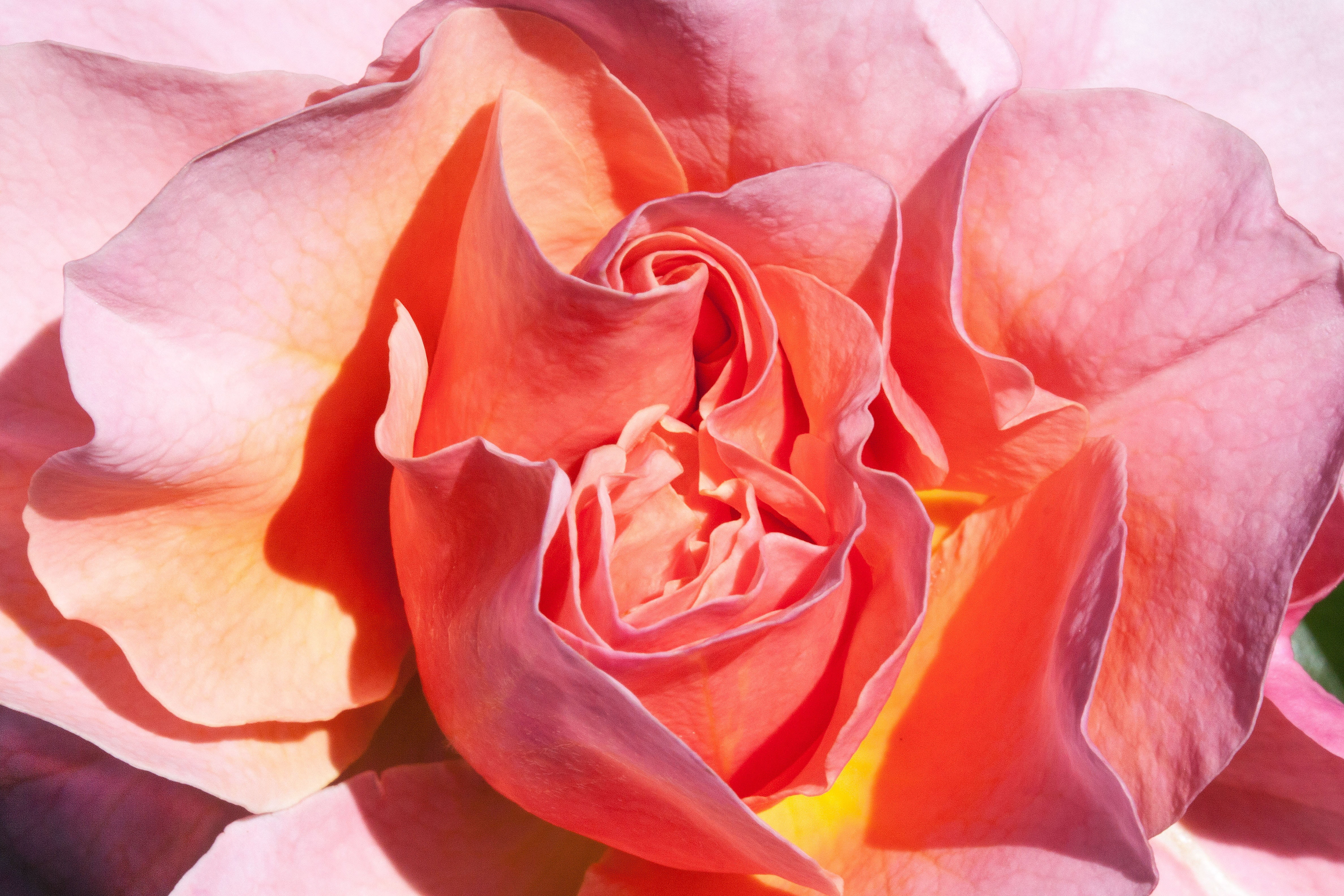 flowering plant, rose - flower, inflorescence, plant, beauty in nature, flower head, flower, rose breeding, beauty, no people, outdoors, springtime, orange, HD Wallpaper