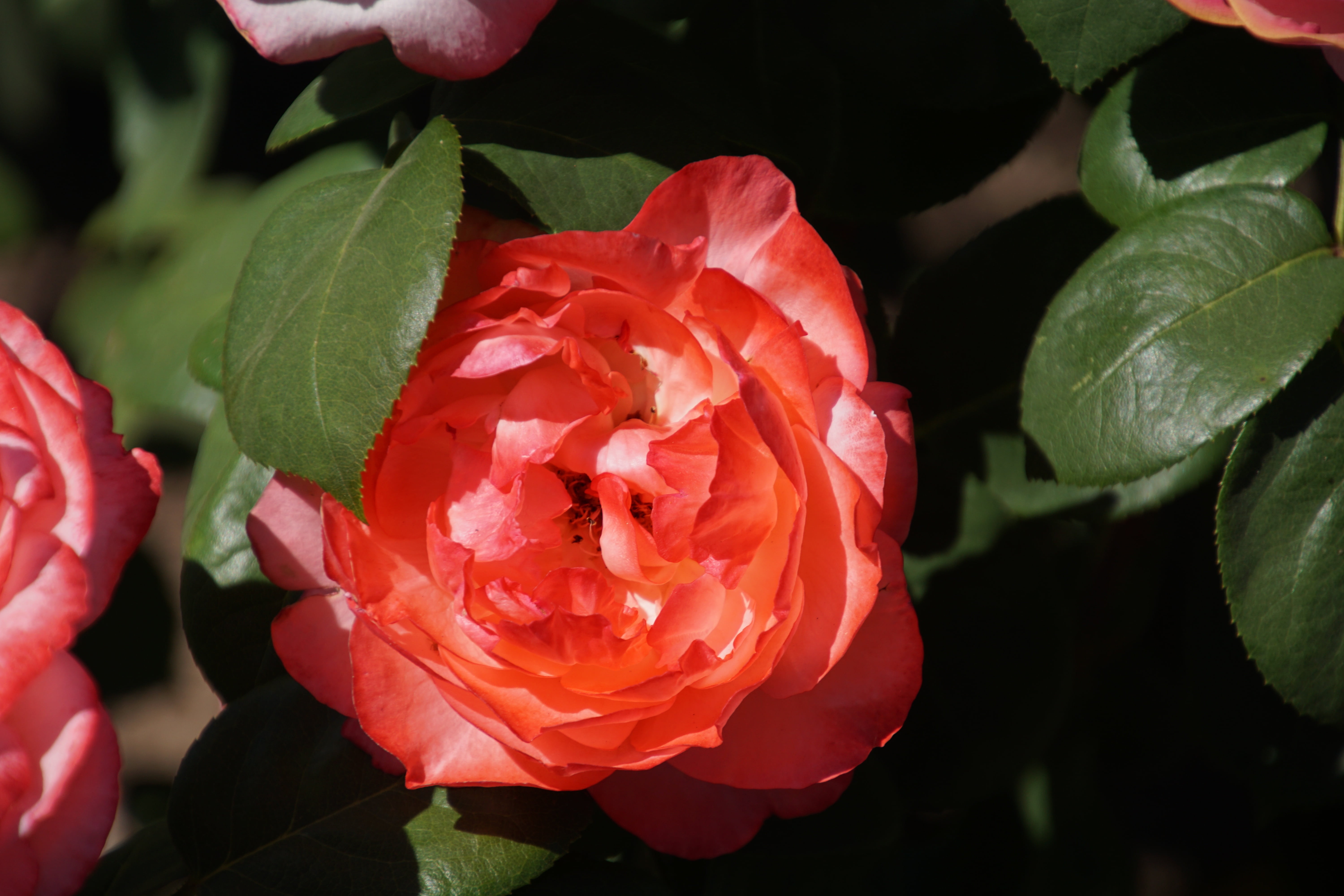 pink, rose, vulnerability, green, fragility, orange, flower head, beauty, leaf, plants and flowers, macro, petal, rose - flower, beauty in nature, springtime, HD Wallpaper