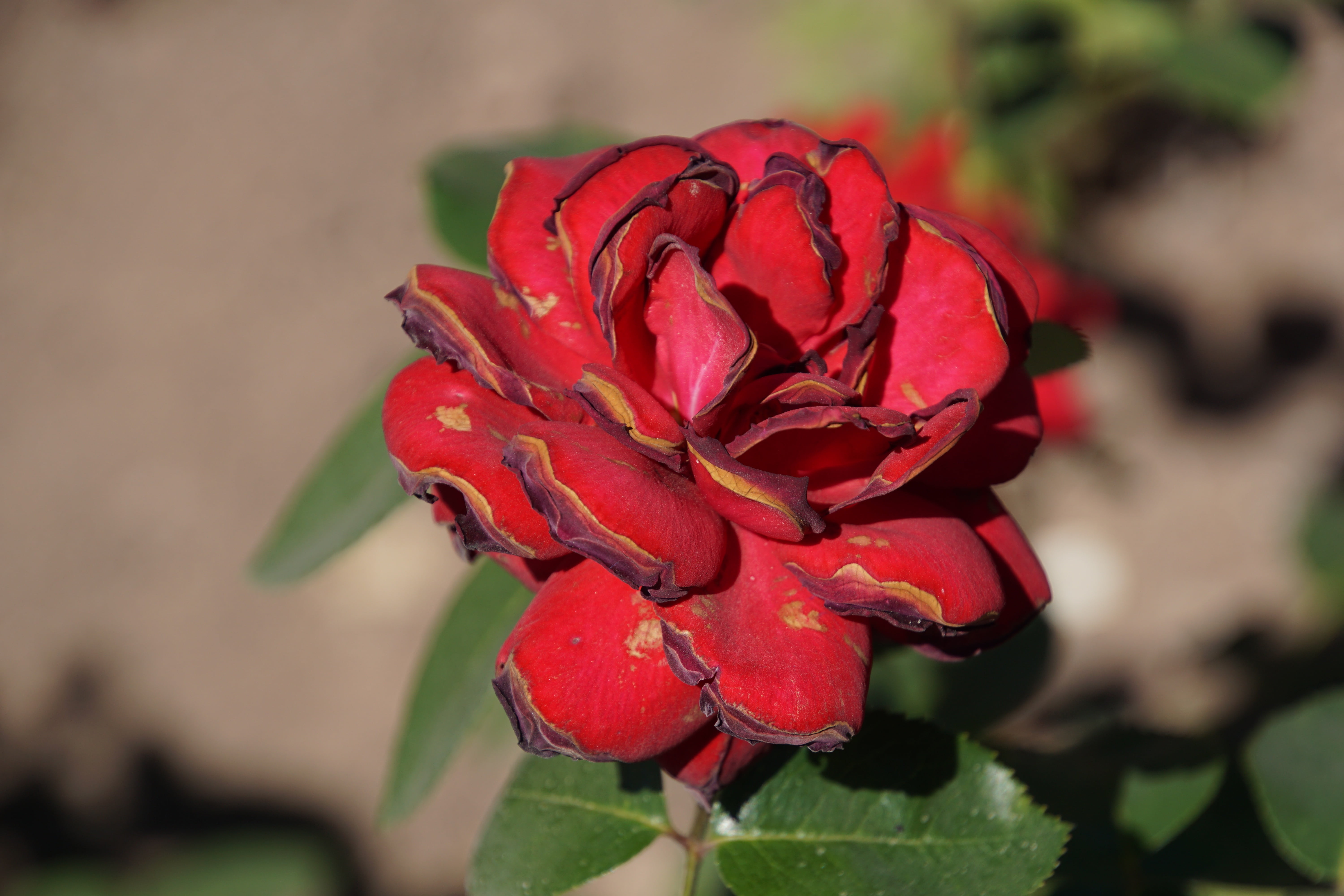 bouquet, form, inflorescence, flower head, macro, blossom, day, green, rosaceae, bloom, close, floristry voucher, plant, nature, samba, summer, spring colours, HD Wallpaper