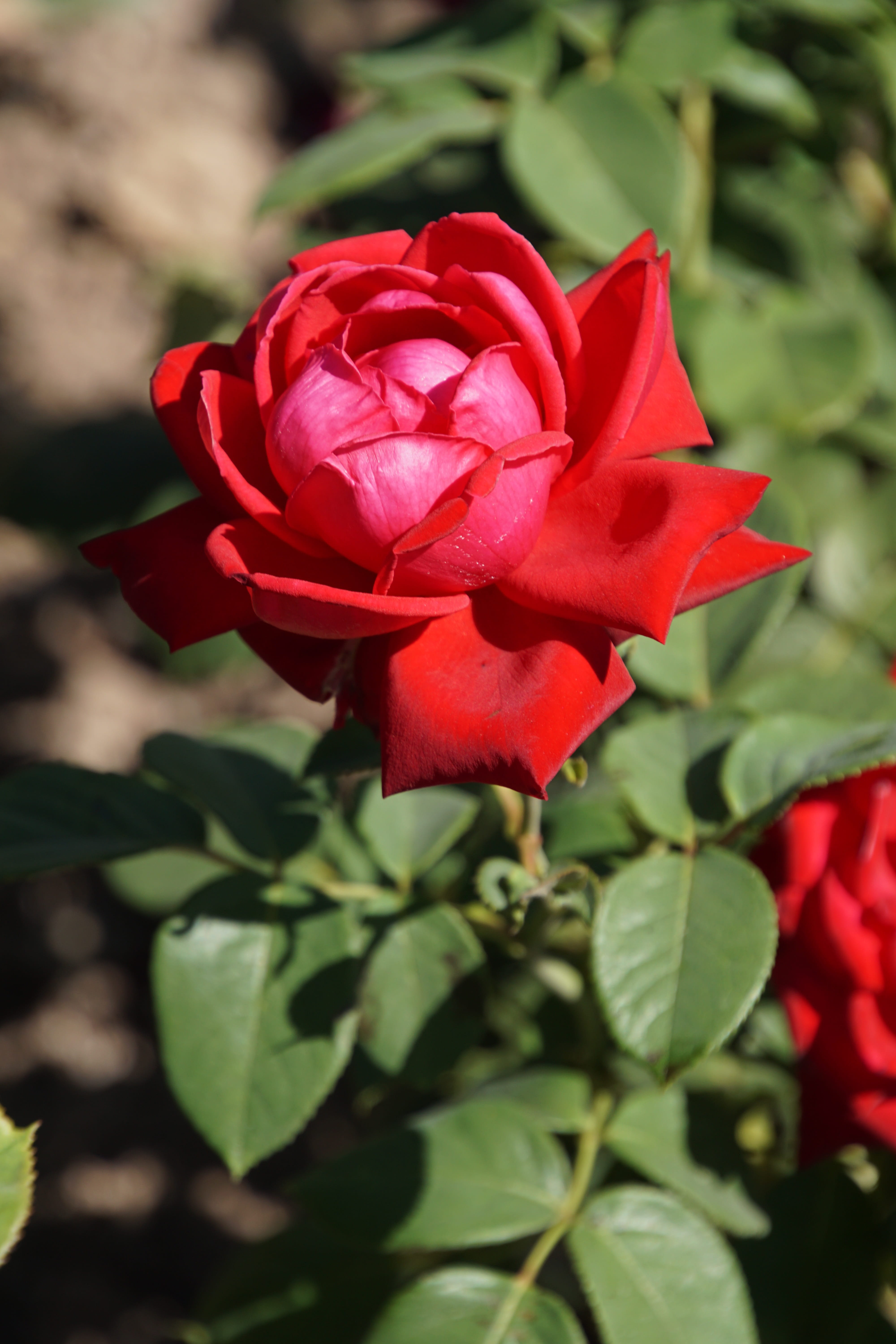 nature, floristry voucher, beauty in nature, growth, flowering plant, petal, blossom, plant, Red, 5K, plant part, Burgundy, fragility, macro photography, Phone HD Wallpaper