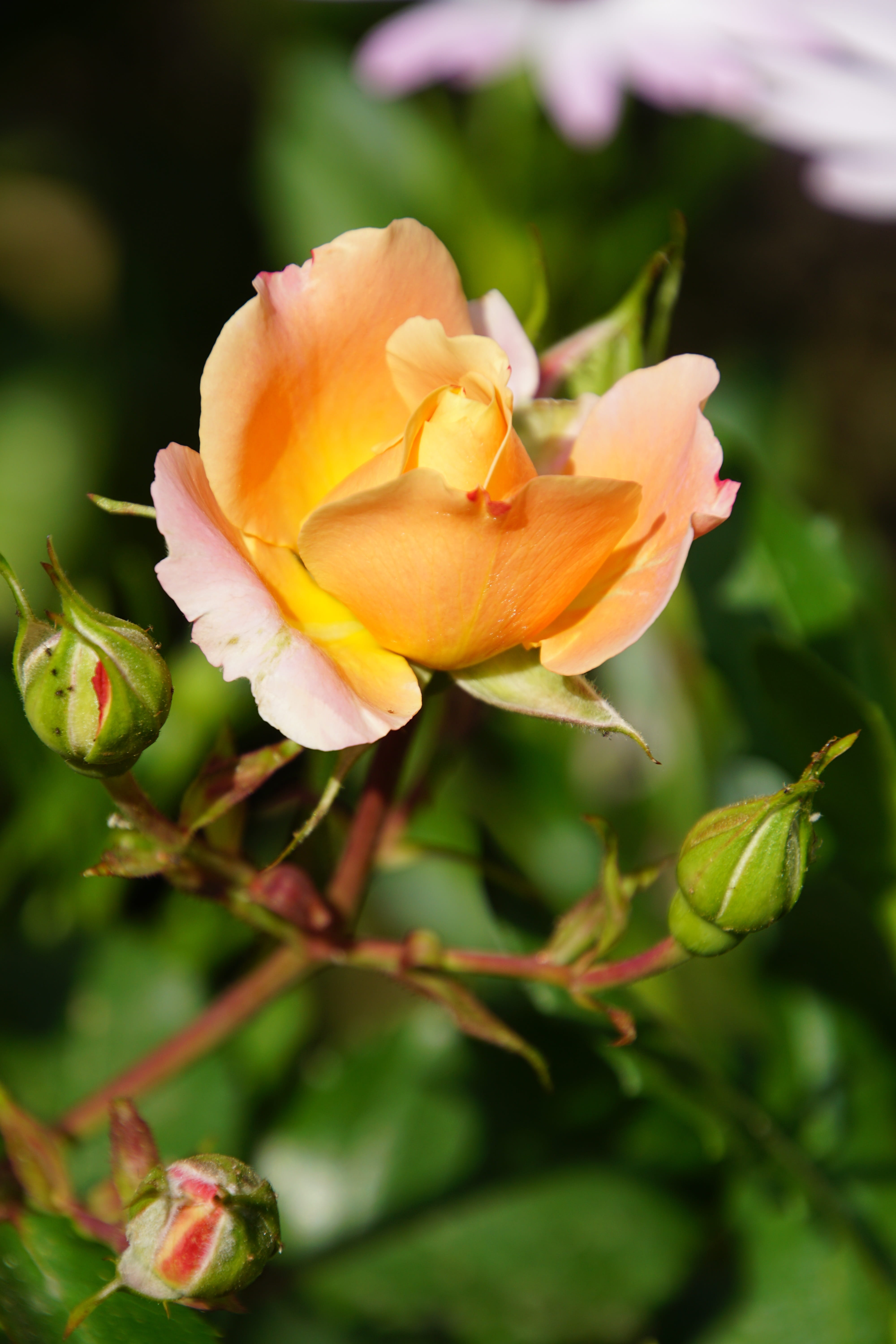 rose, rose breeding, freshness, growth, fragility, plant, rose bloom, breeding, flower stalk, green, close-up, bouquet, love, flower, no people, inflorescence, Phone HD Wallpaper