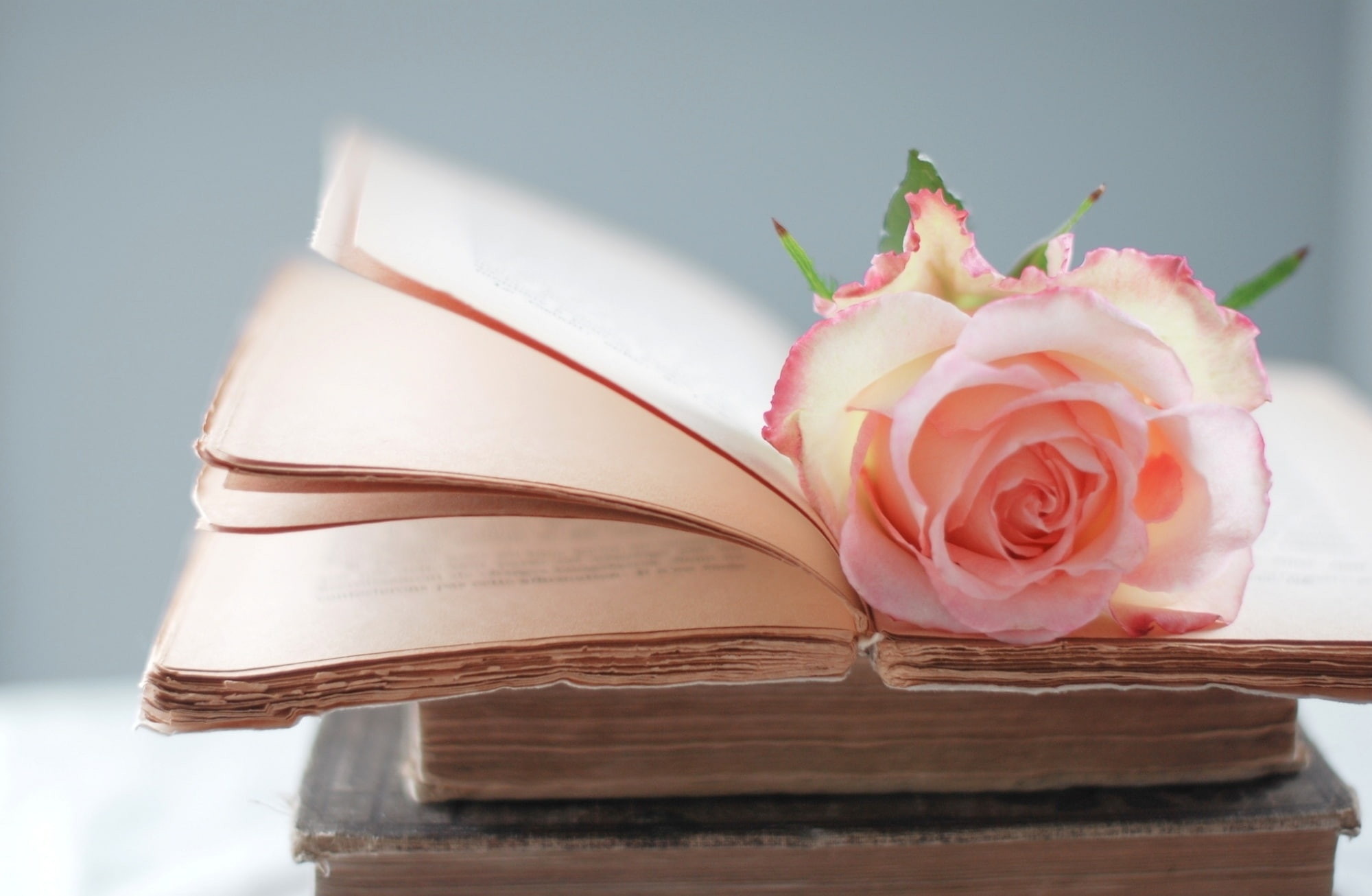 fragility, books, flowering plant, inflorescence, three, publication, brown, pink color, Book, 1080P, beauty in nature, petal, plant, Open, vulnerability, HD Wallpaper