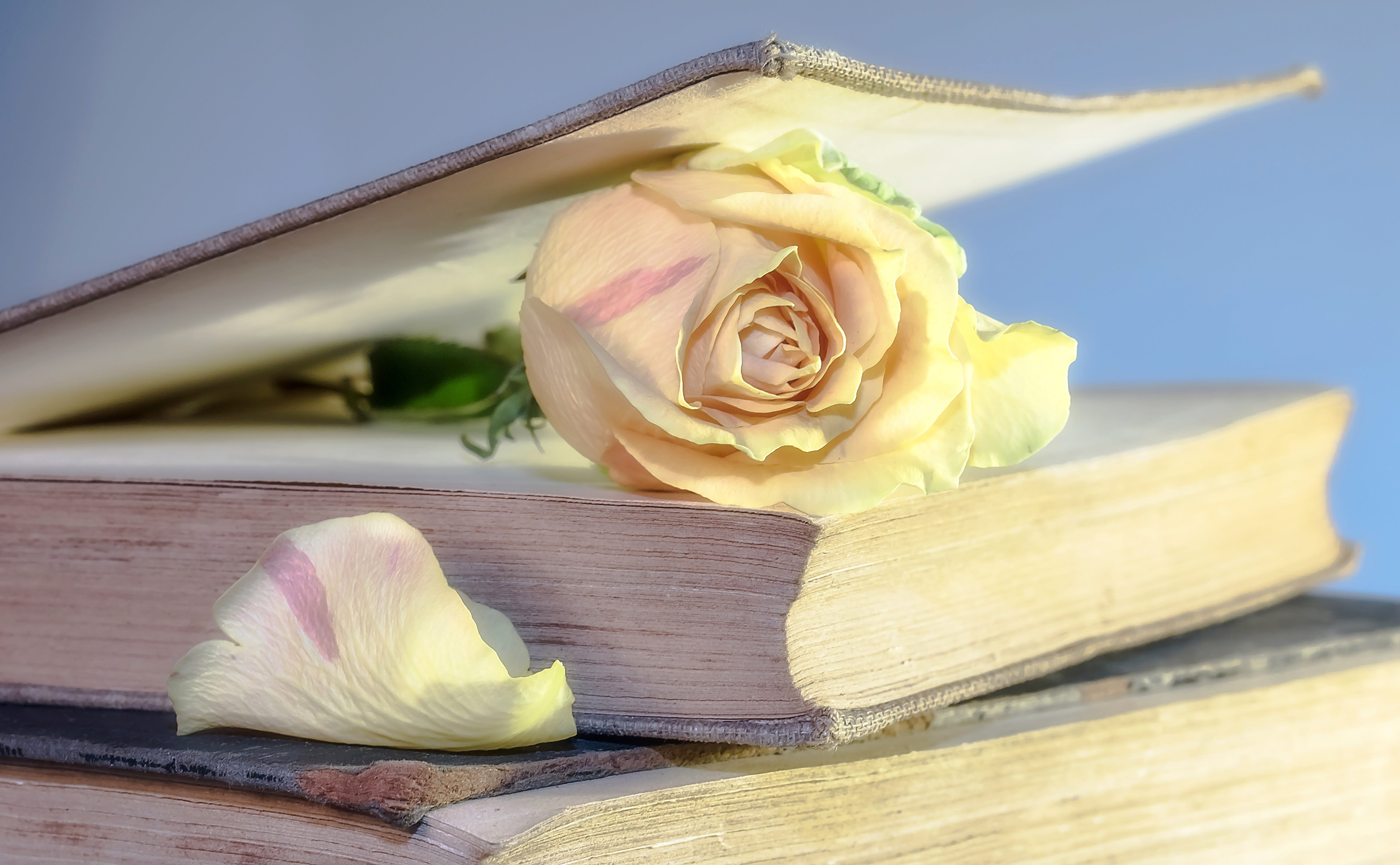 nature, photos, Open Book, plant, indoors, focus on foreground, food and drink, rose, beauty in nature, roses, 5K, pink Color, flowering plant, fragility, HD Wallpaper