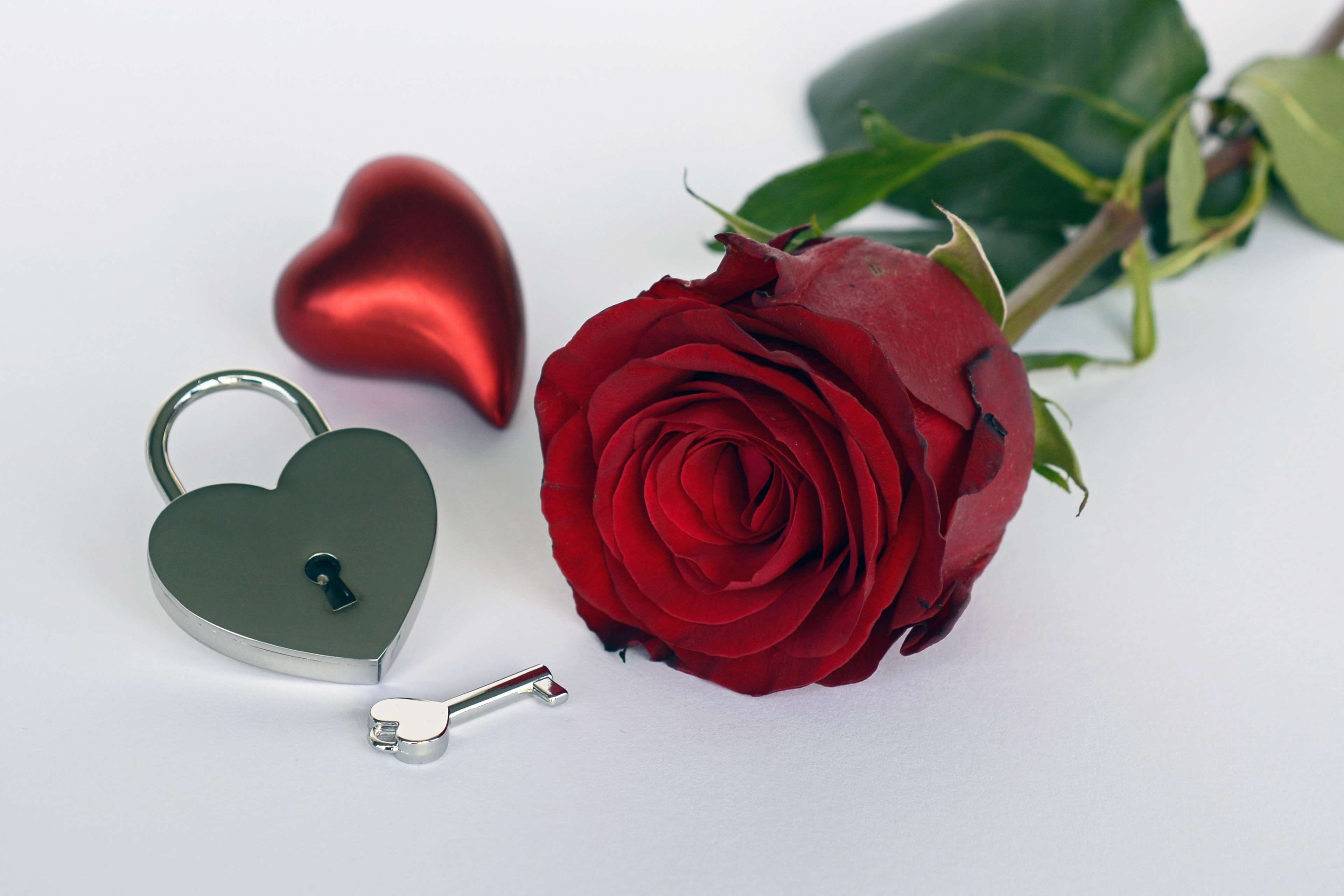 close-up, indoors, romantic, flower arrangement, flower head, rose - flower, plant, metal, beauty in nature, 4K, noble, studio shot, petal, blossom, valentines day, HD Wallpaper