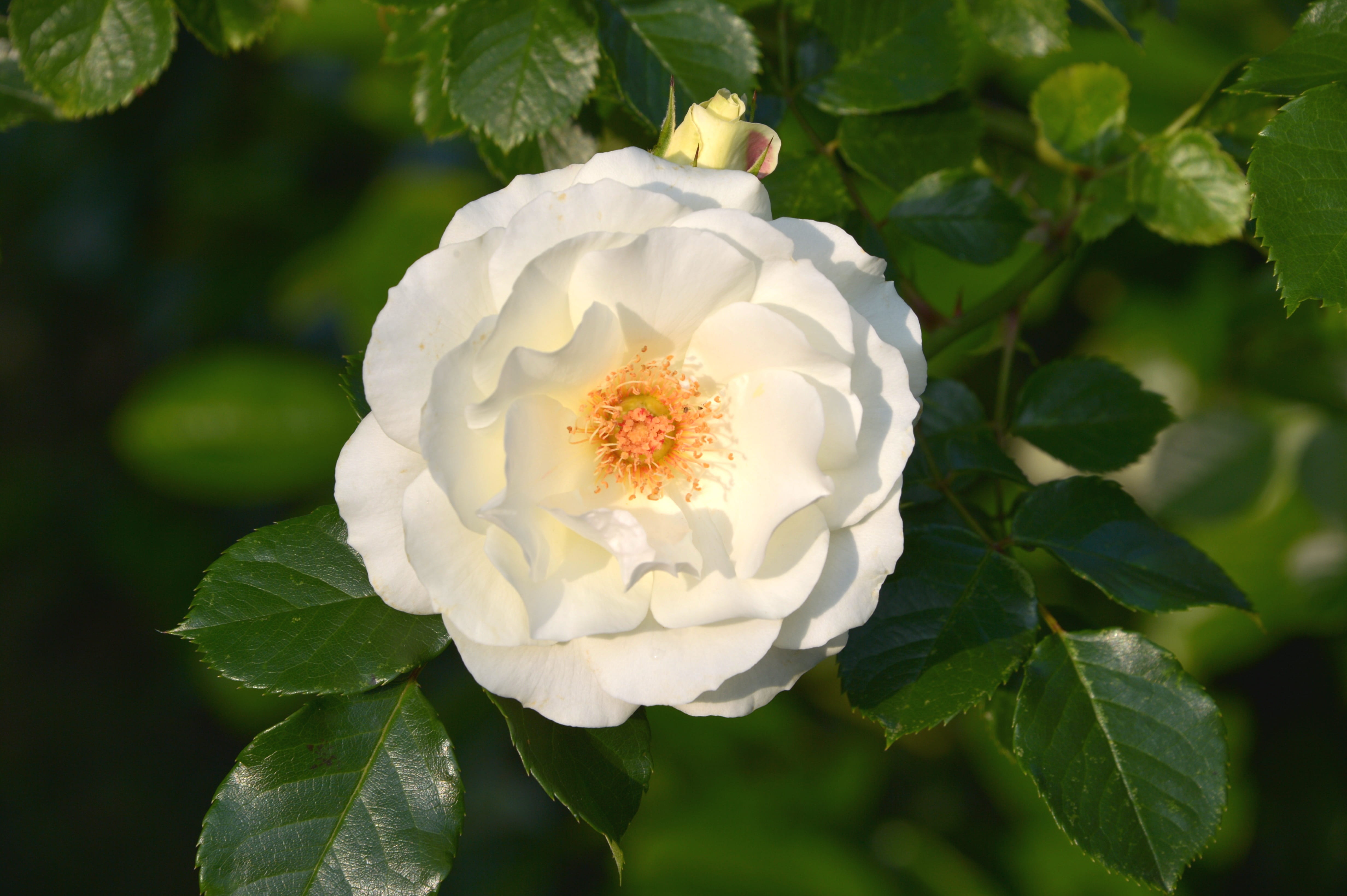 fragility, close-up, beauty in nature, freshness, leaf, plant part, day, flowers, open rose, blossom, focus on foreground, inner wheel, close, white color, HD Wallpaper