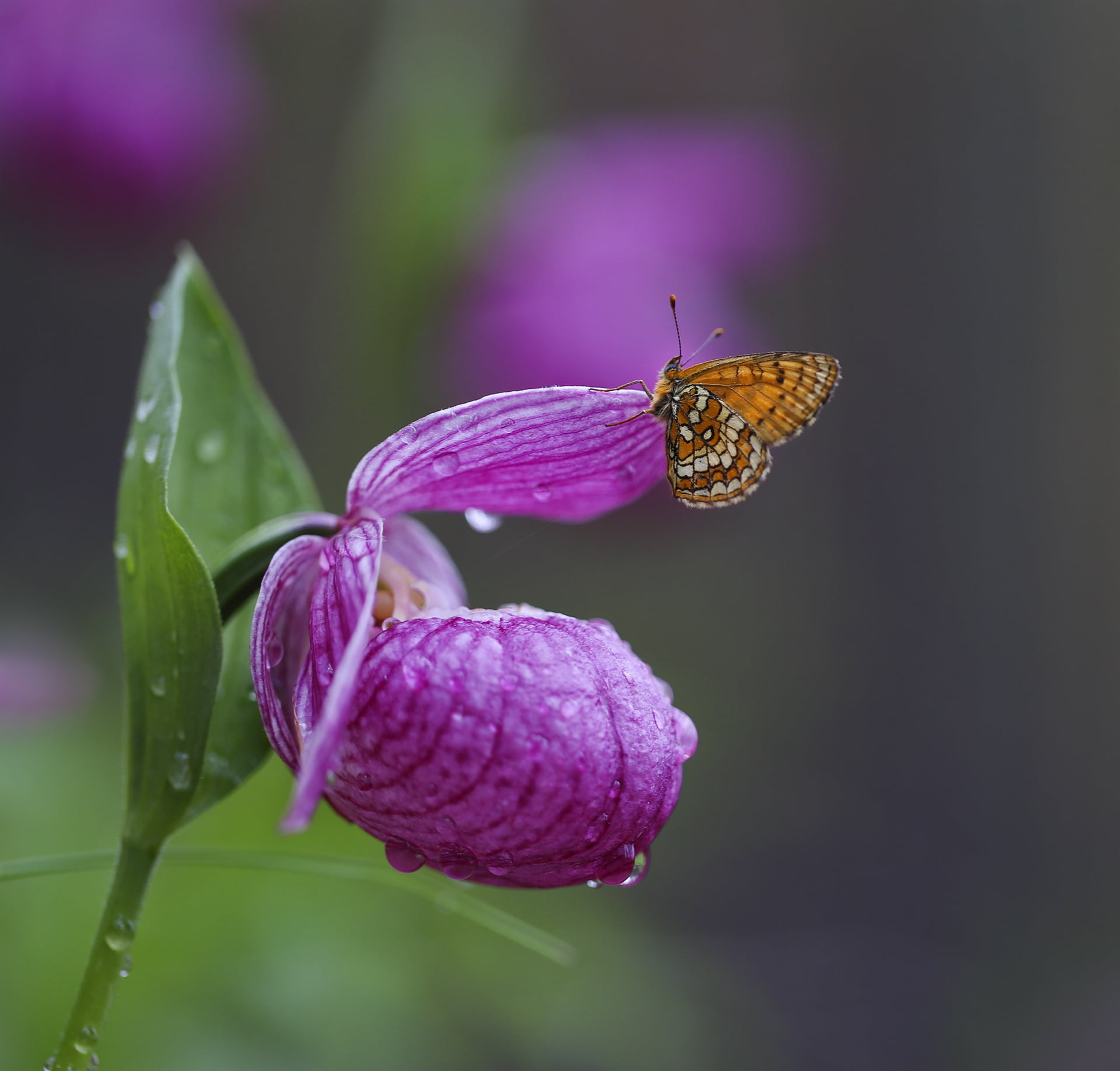 drops, 1080P, water, nature, the ladys slipper, flower, the metalmark, macro, butterfly, HD Wallpaper