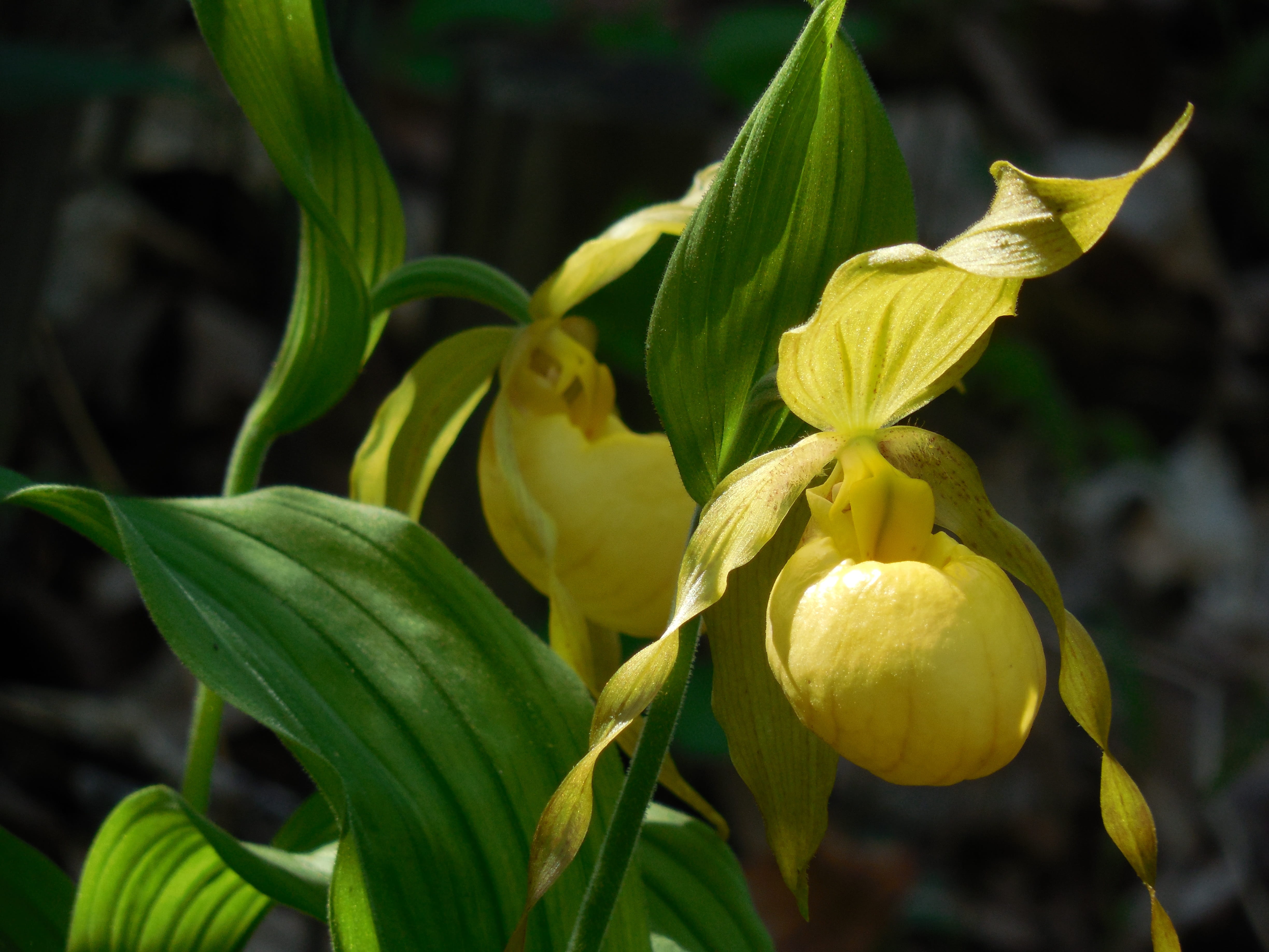 orchid, green color, bright, wild, nature, natural, spring, decoration, garden, green, vulnerability, botany, flowering plant, leaf, freshness, close-up, HD Wallpaper