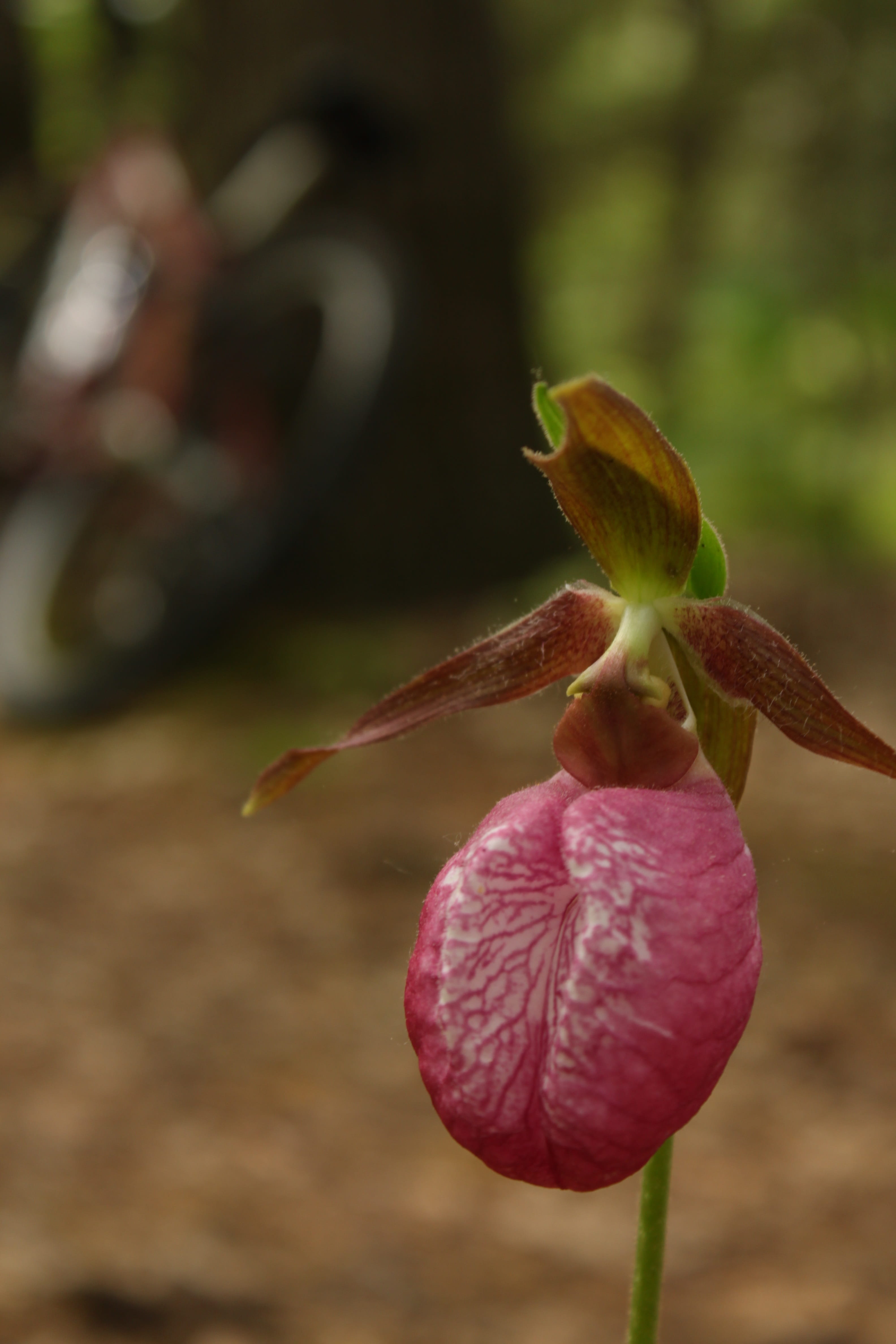 4K, flowering plant, sepal, fragility, flower head, flower, freshness, vulnerability, inflorescence, orchid, plant stem, focus on foreground, pink color, Phone HD Wallpaper