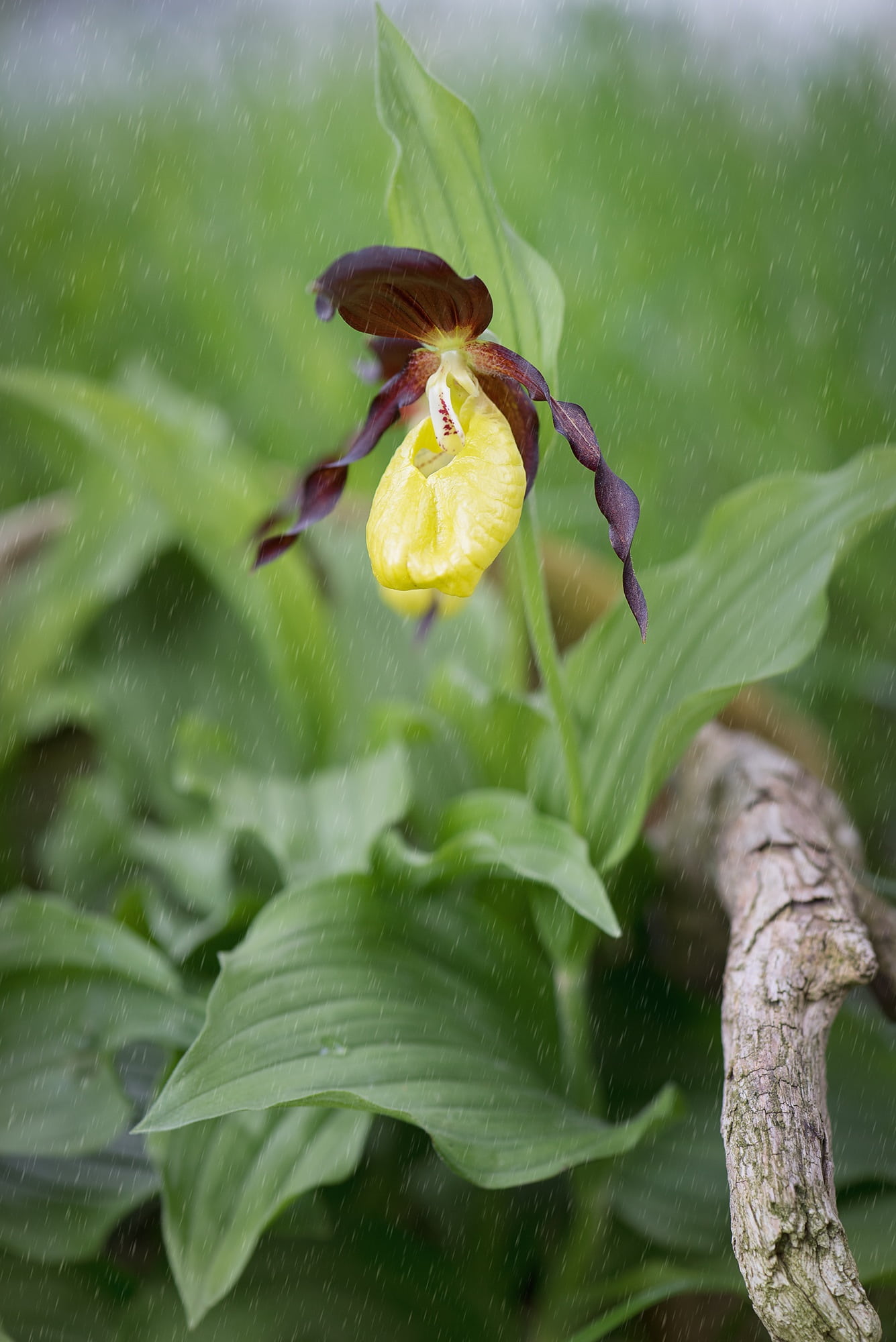 yellow orchid, rainy weather, wild flower, animals in the wild, outdoors, leaf, plant, blossom, 1080P, fragility, brown, flower head, yellow, rainy season, Phone HD Wallpaper