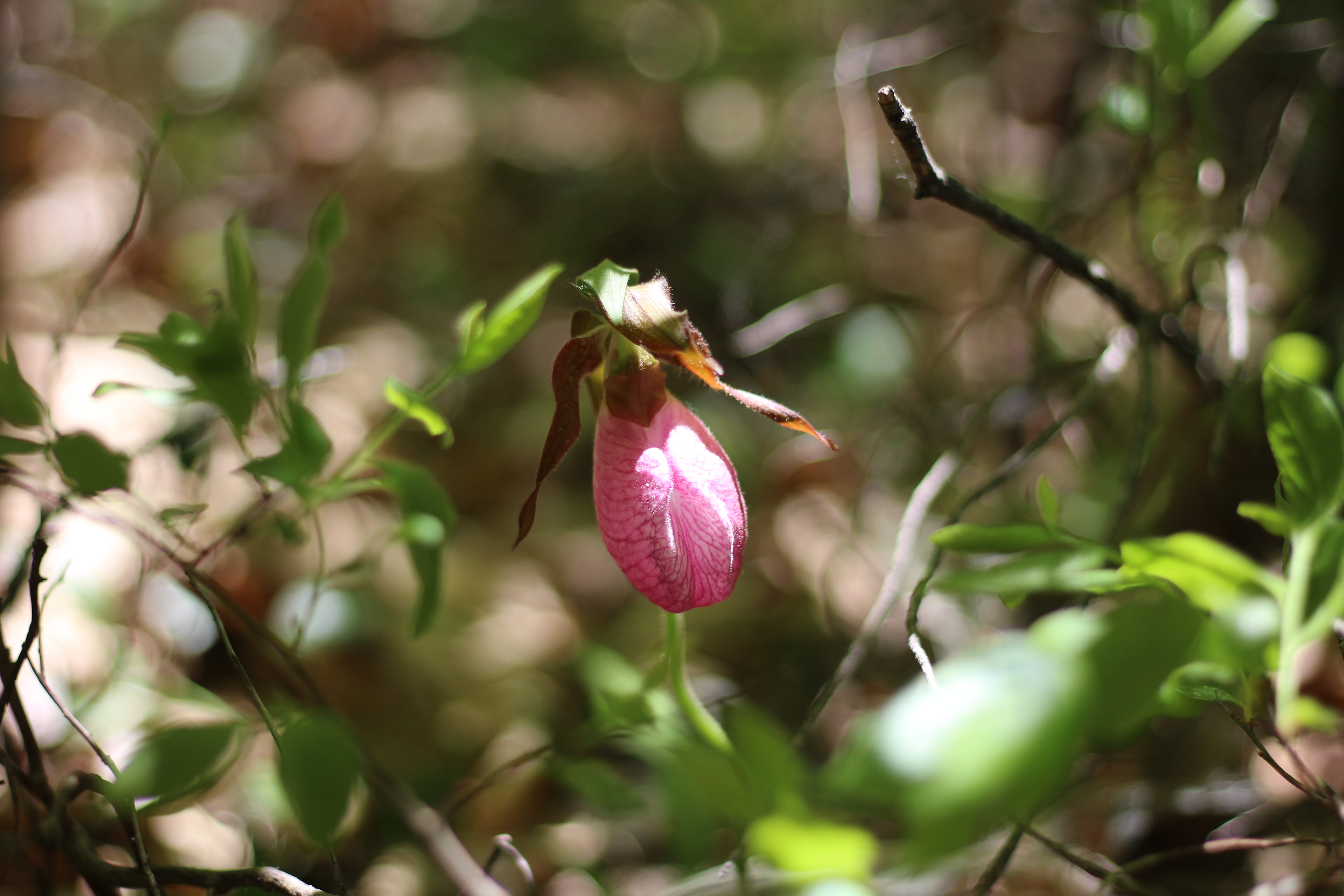 leaf, day, petal, lady slipper, focus on foreground, nature, beauty in nature, pink, united states, woods, flowering plant, freshness, inflorescence, new hampshire, HD Wallpaper