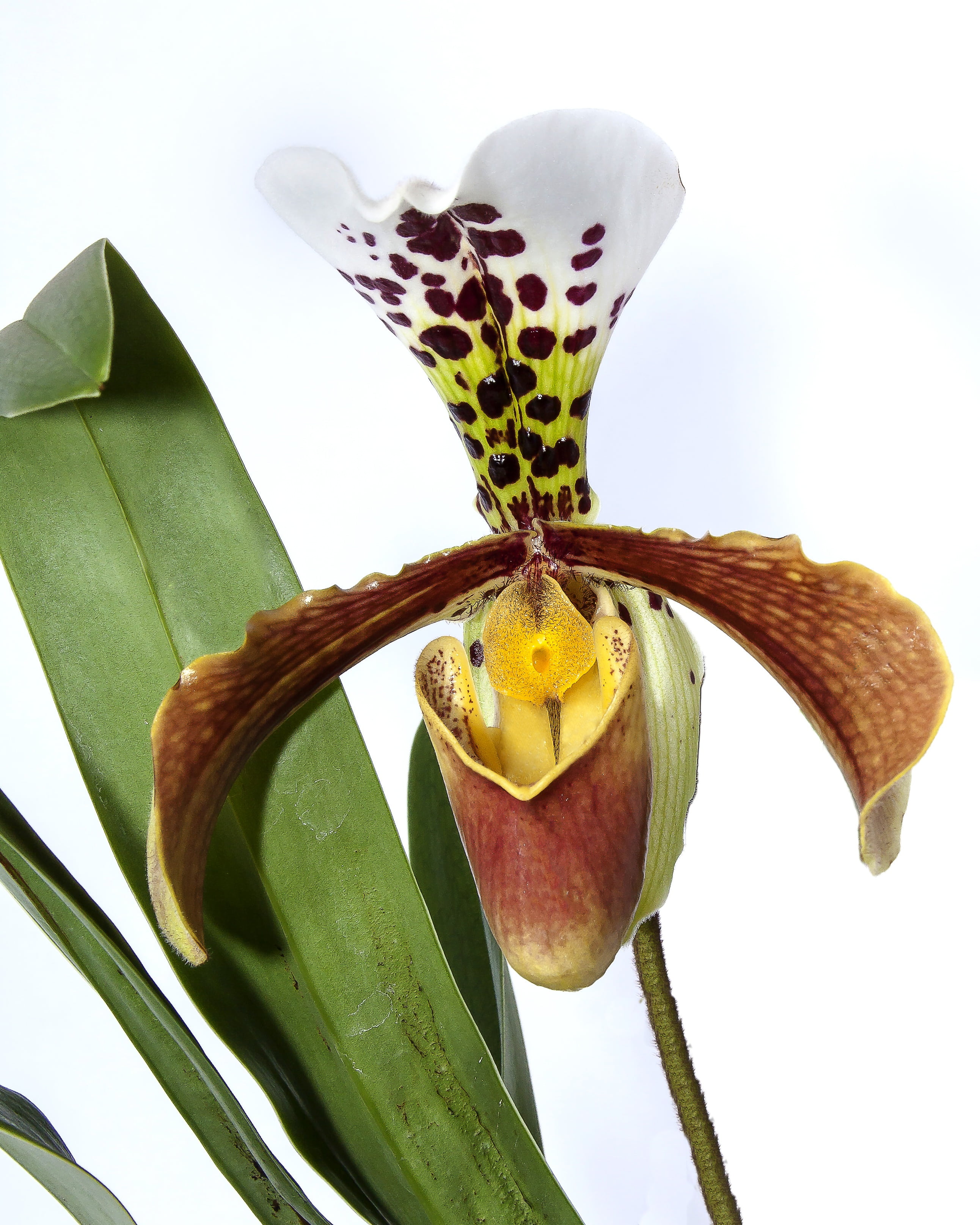 yellow orchid, green color, close-up, bloom, indoors, focus on foreground, no people, fruit, food, lady, frauenschuh, orchid, orchid flower, beauty in nature, Phone HD Wallpaper