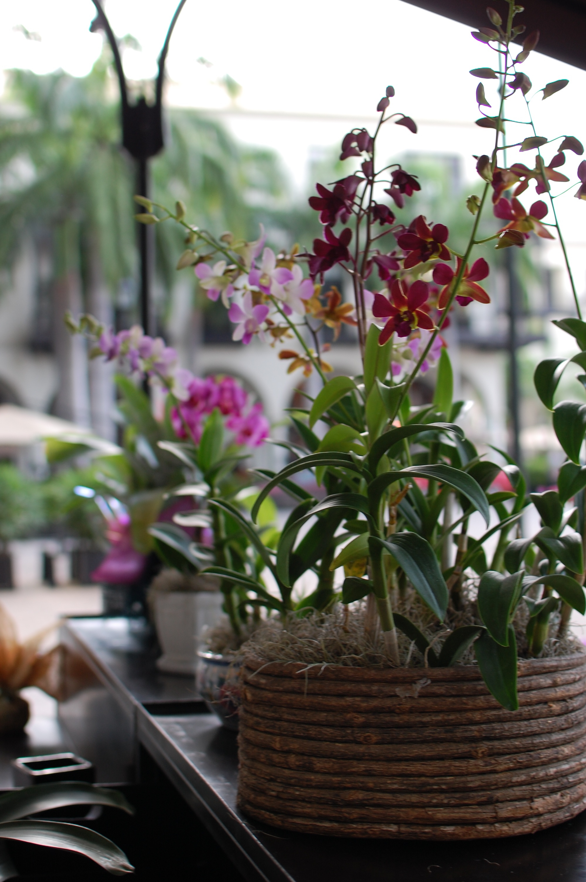 vulnerability, plants, potted plant, flowering plant, close-up, basket, growth, plant pot, flower pot, flowers, vintage flowers, orchid, pink orchid, nature, Phone HD Wallpaper