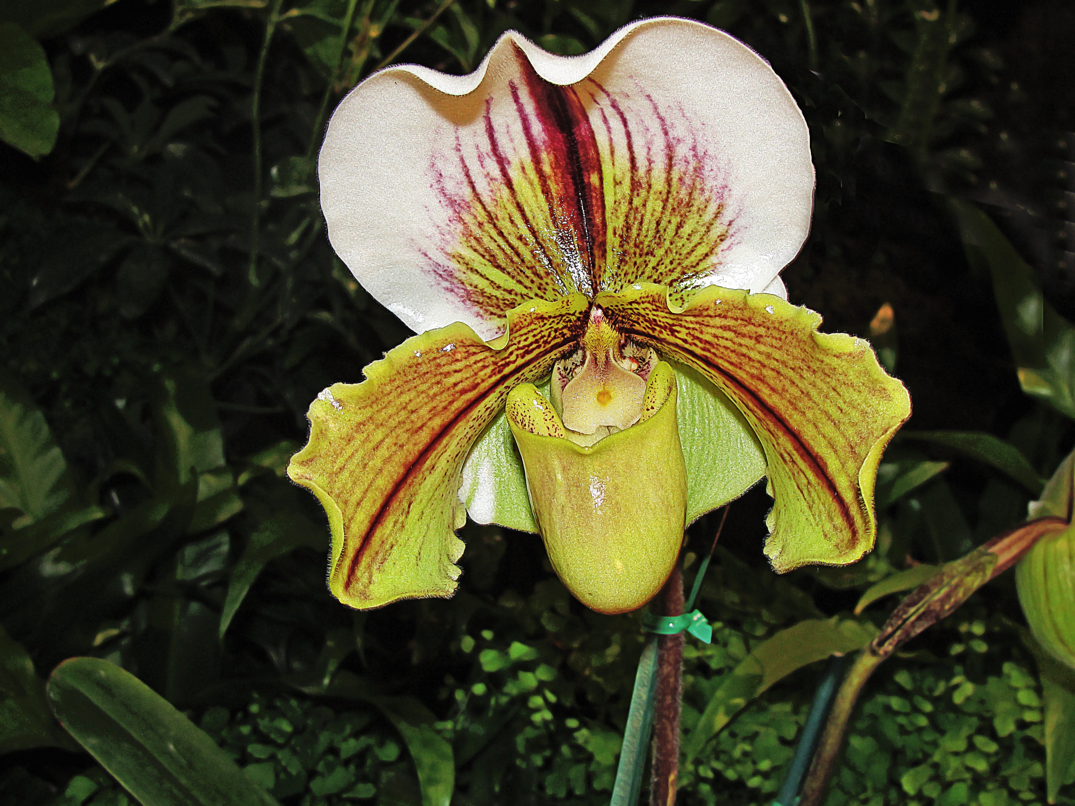 inflorescence, focus on foreground, flowers, outdoors, leaf, fragility, beauty in nature, petal, flowering plant, flower head, pollen, 2K, freshness, slipper orchid, HD Wallpaper
