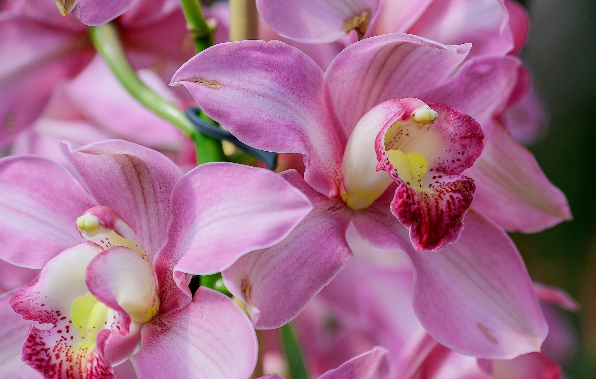 Cymbidium, macro, white, Orchid, pink, exotic, flowers, 1080P, petaled, HD Wallpaper
