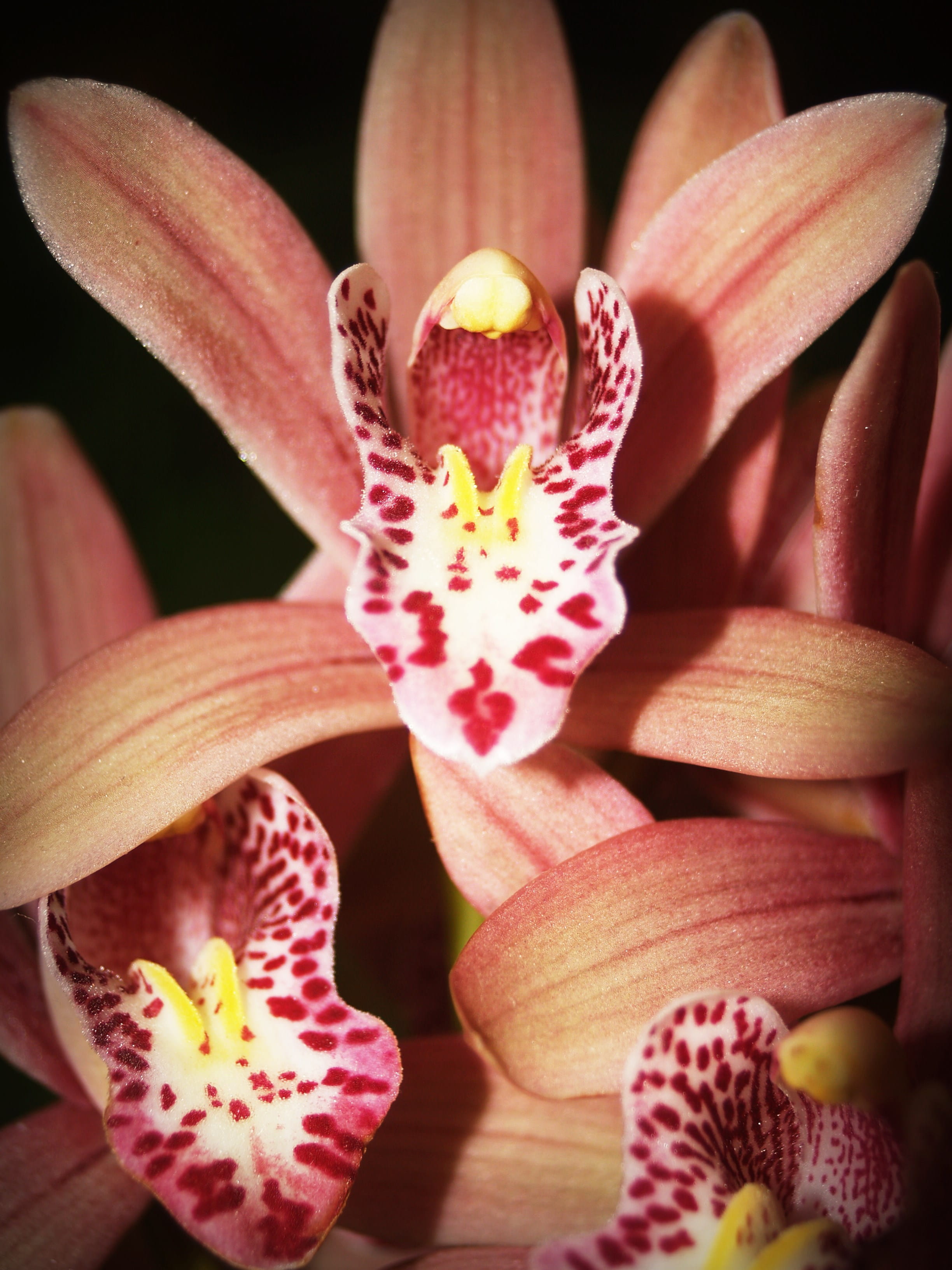 orchids, natural, flower, close-up, cymbidium, petals, fragility, flowers, flowering plant, stamen, softness, beauty in nature, botanical, pollen, flower head, Phone HD Wallpaper