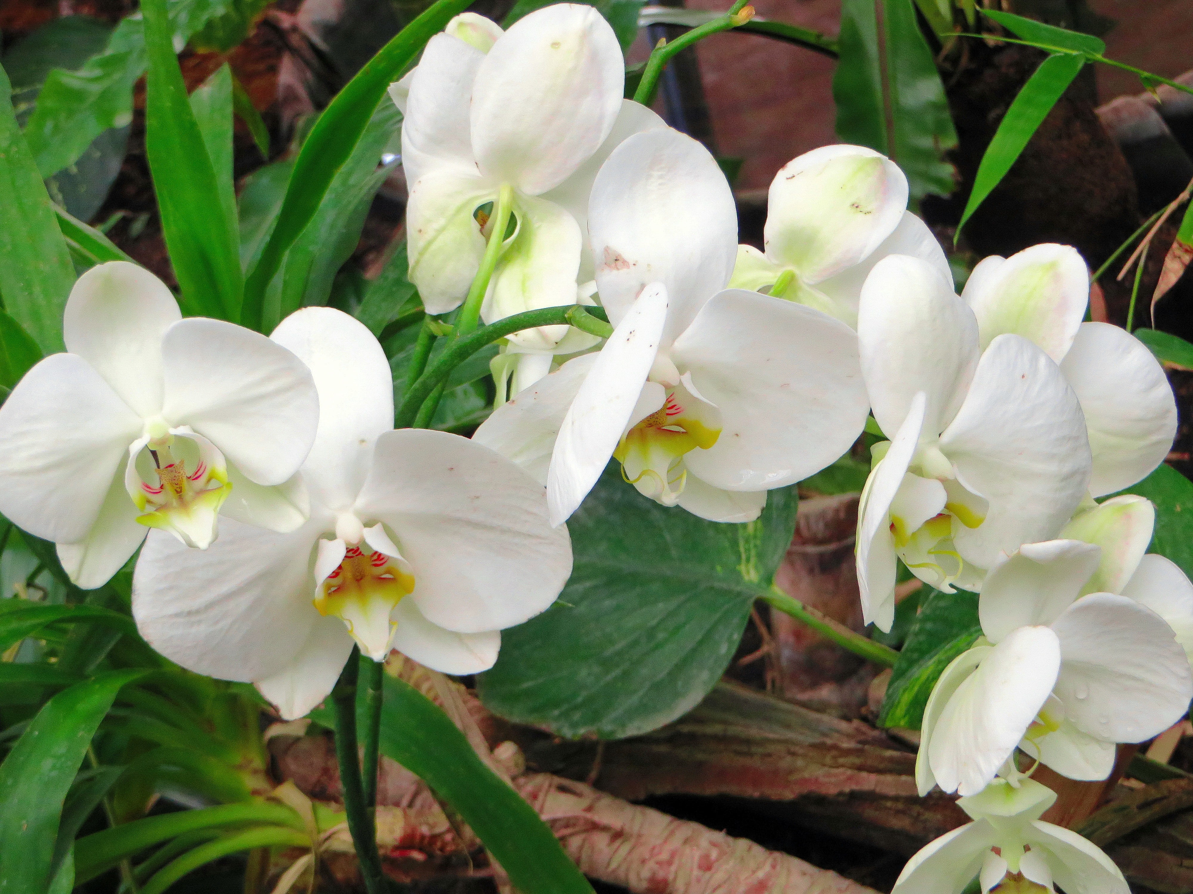 White Flower, outdoors, freshness, petal, spring, flowering plant, beauty in nature, inflorescence, orchidaceae, vulnerability, springtime, leaf, flower, HD Wallpaper