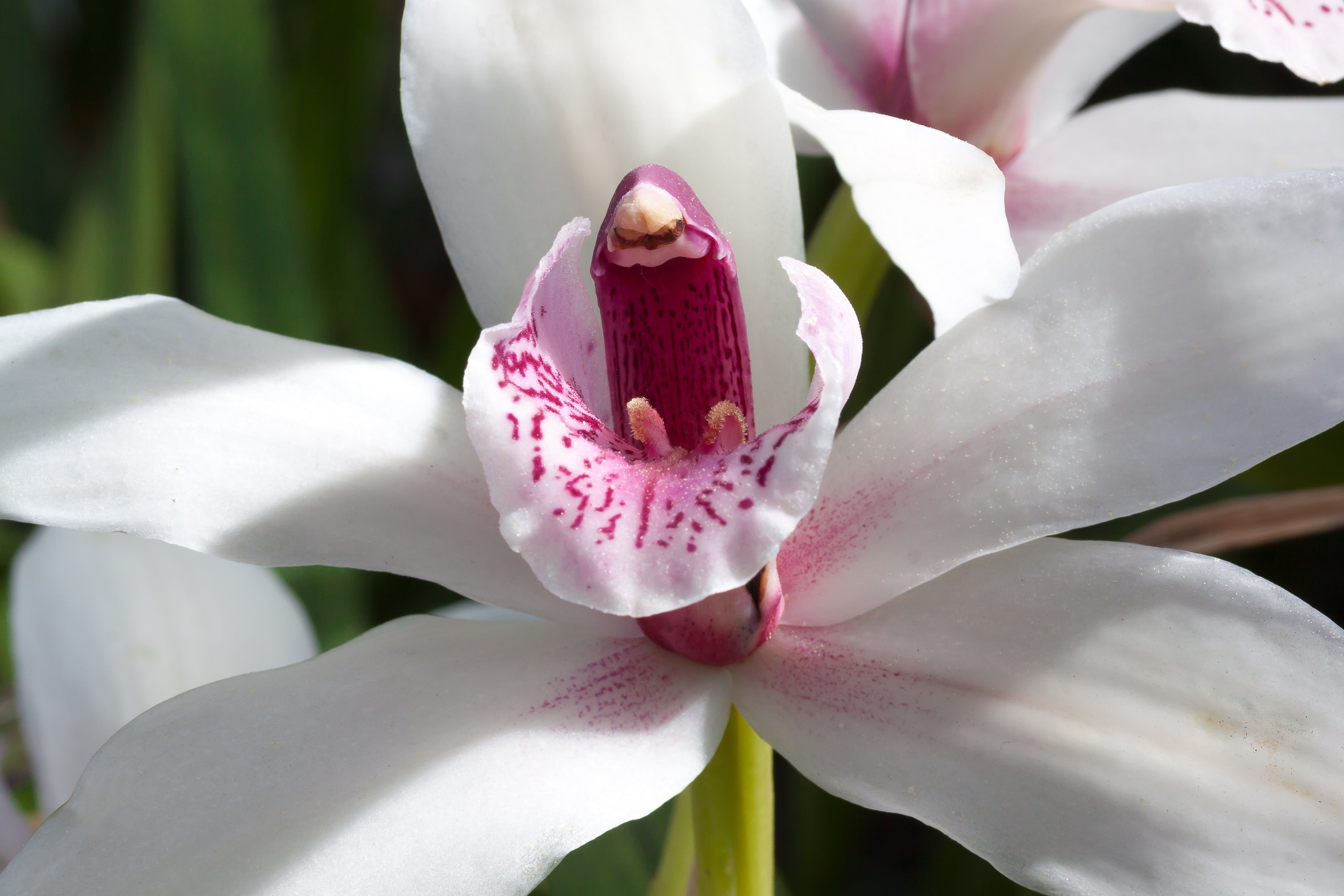 china, plant, flower Head, bloom, swinging, orchidaceae, freshness, day, strong, purple, elegant, flowering plant, photography, orchid, flowers lip, no people, HD Wallpaper
