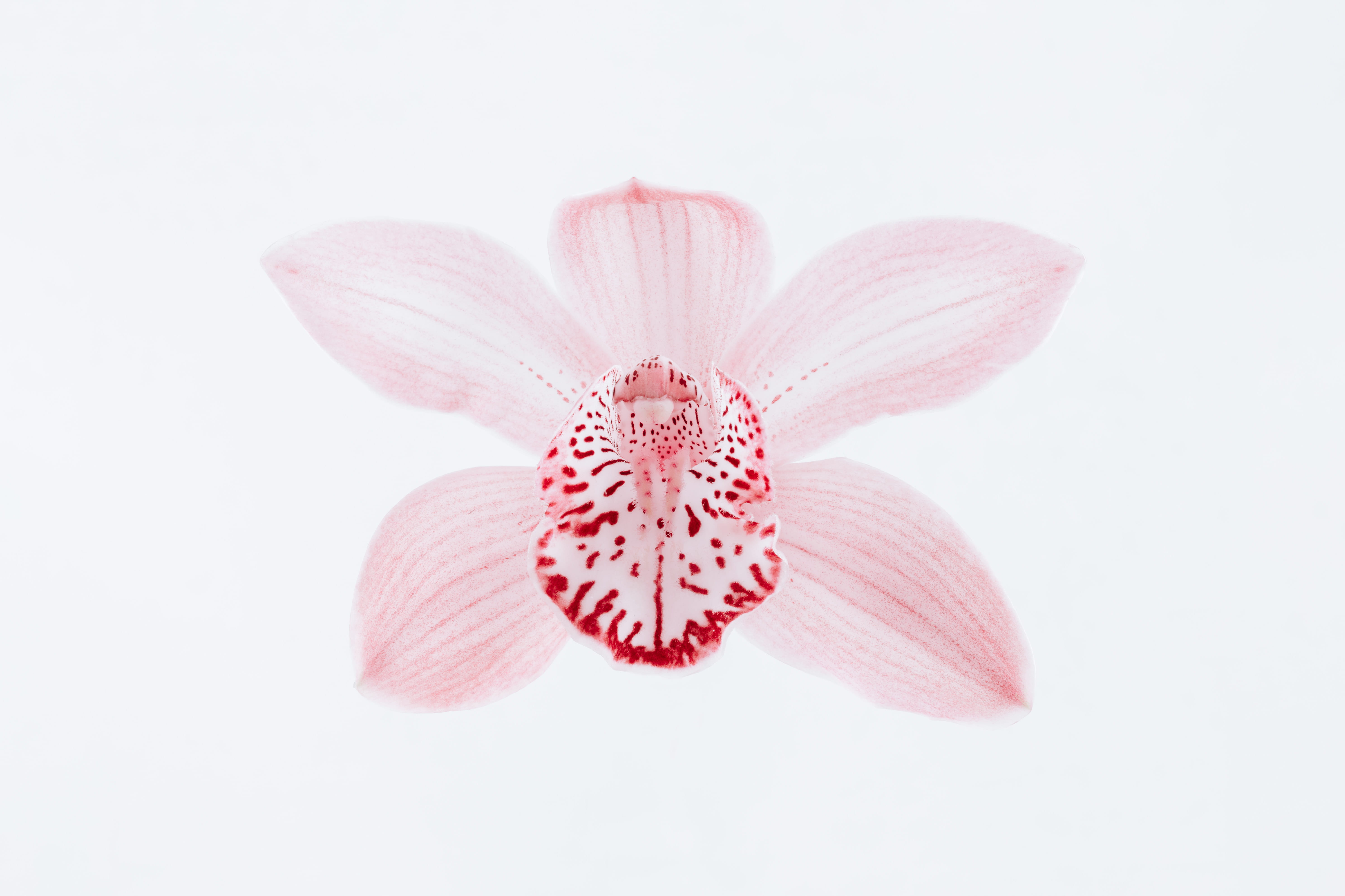 cut out, one, red, petals, orchid, 5K, flowering plant, inflorescence, white background, pink, pink color, close-up, macro, beauty in nature, fragility, HD Wallpaper