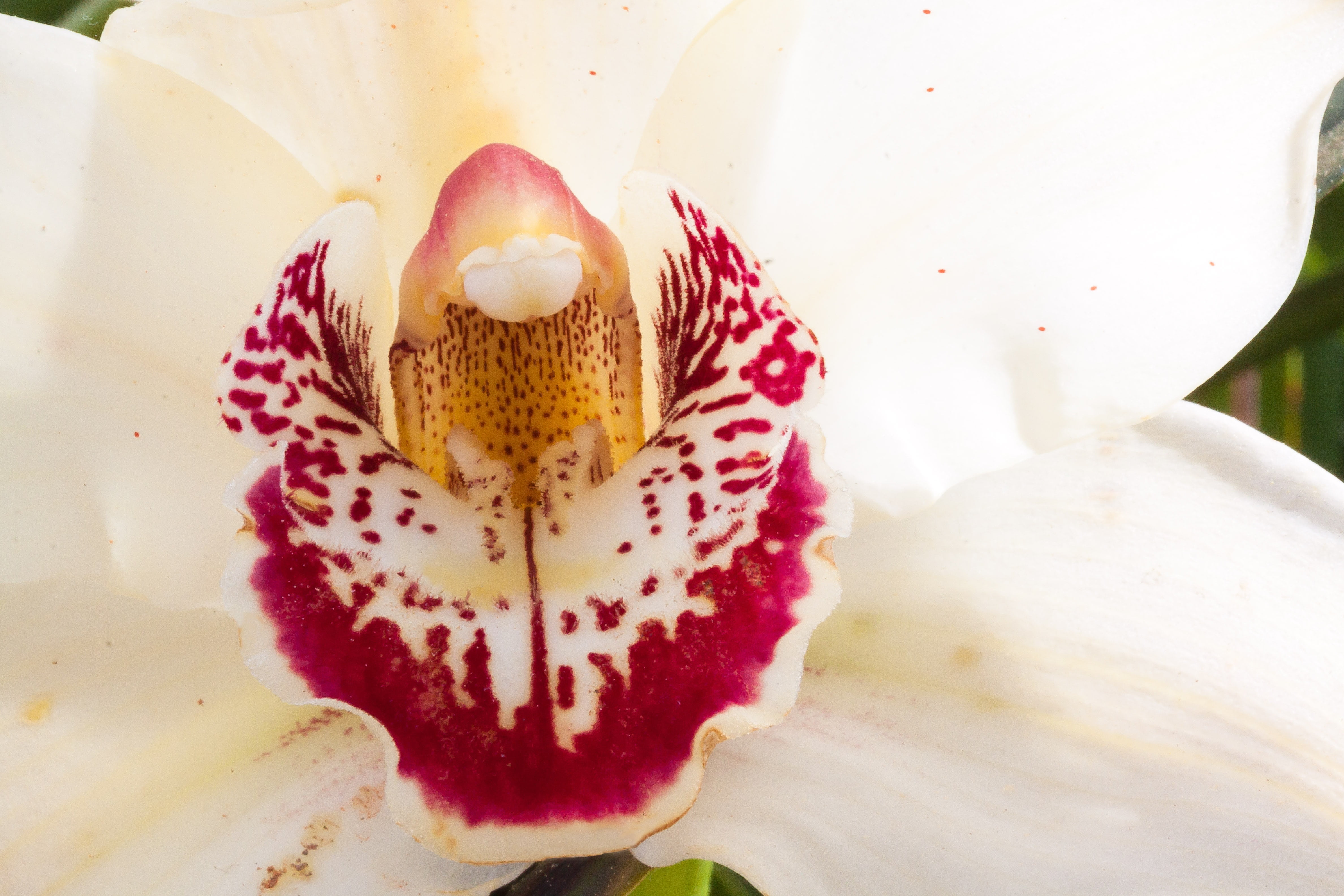 blossom, white color, strong, pollen, cymbidium, asia, orchidaceae, plant, food, close-up, inflorescence, flowering plant, flower Head, freshness, elegant, HD Wallpaper