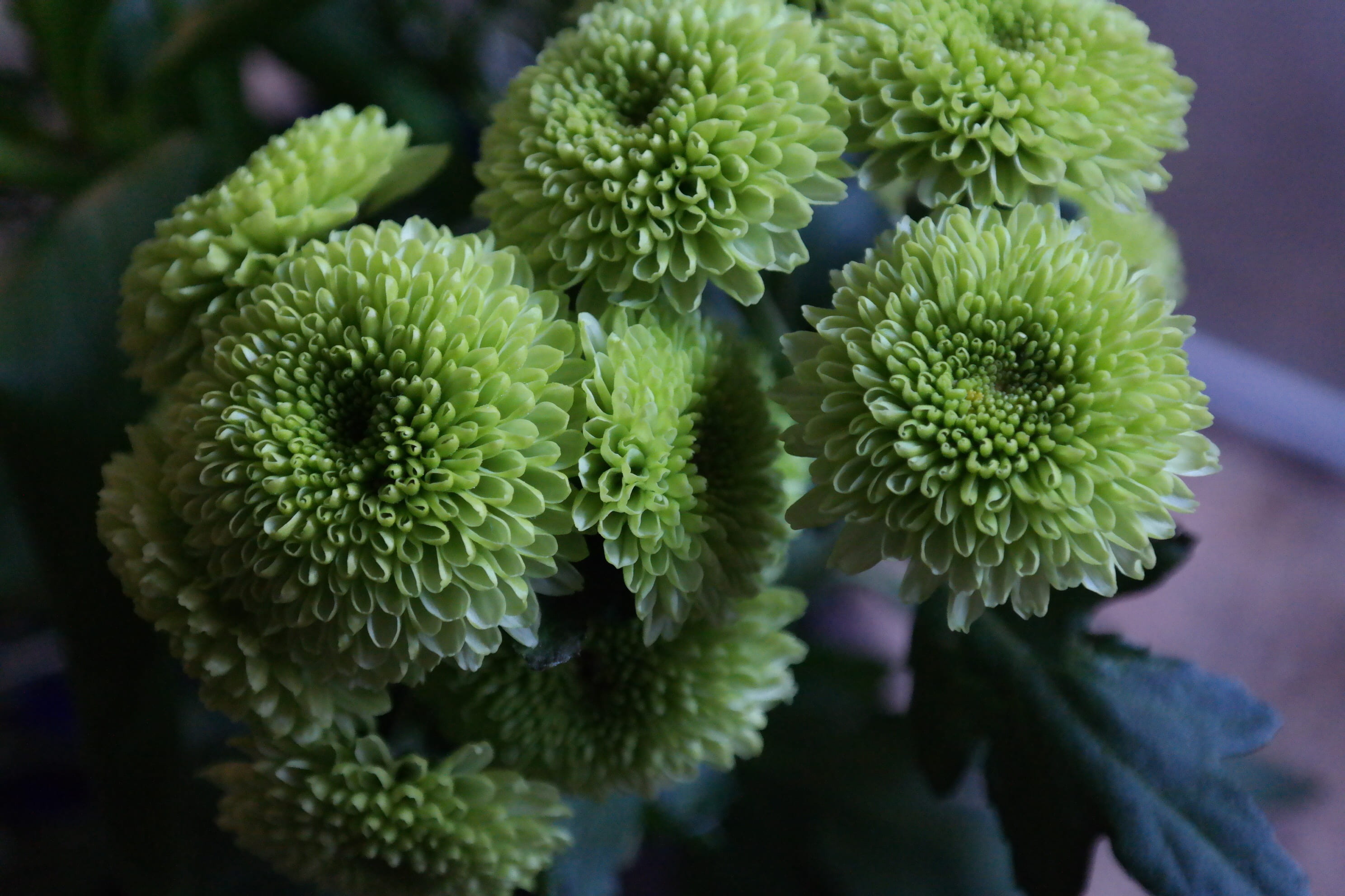freshness, green color, beauty in nature, inflorescence, high angle view, flowering plant, no people, petal, green, growth, close-up, flower head, vulnerability, HD Wallpaper