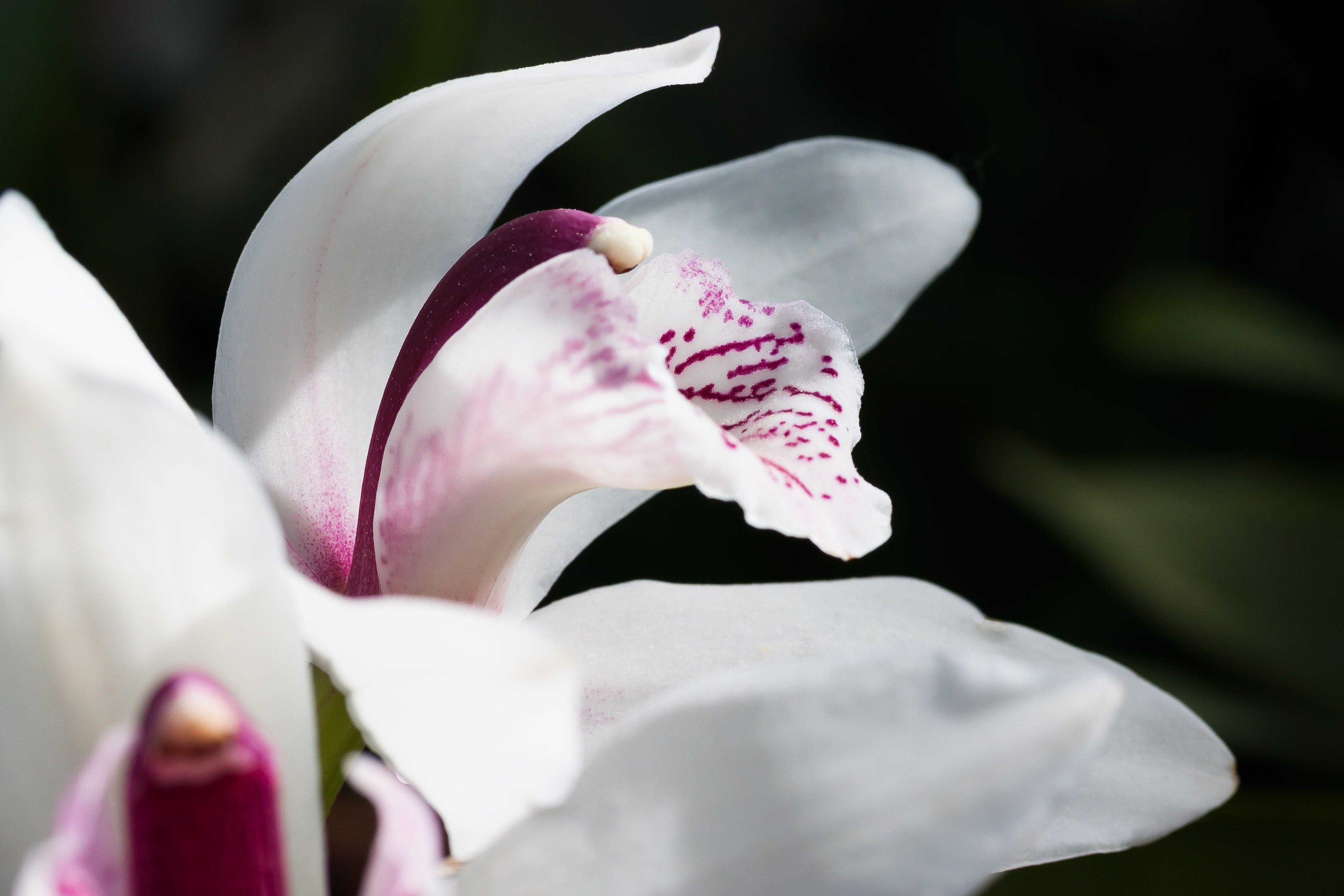 beauty In Nature, vulnerability, pollen, cymbidium, blossom, selective focus, fragility, growth, pink, petal, white, nature, close-up, pink Color, elegant, HD Wallpaper