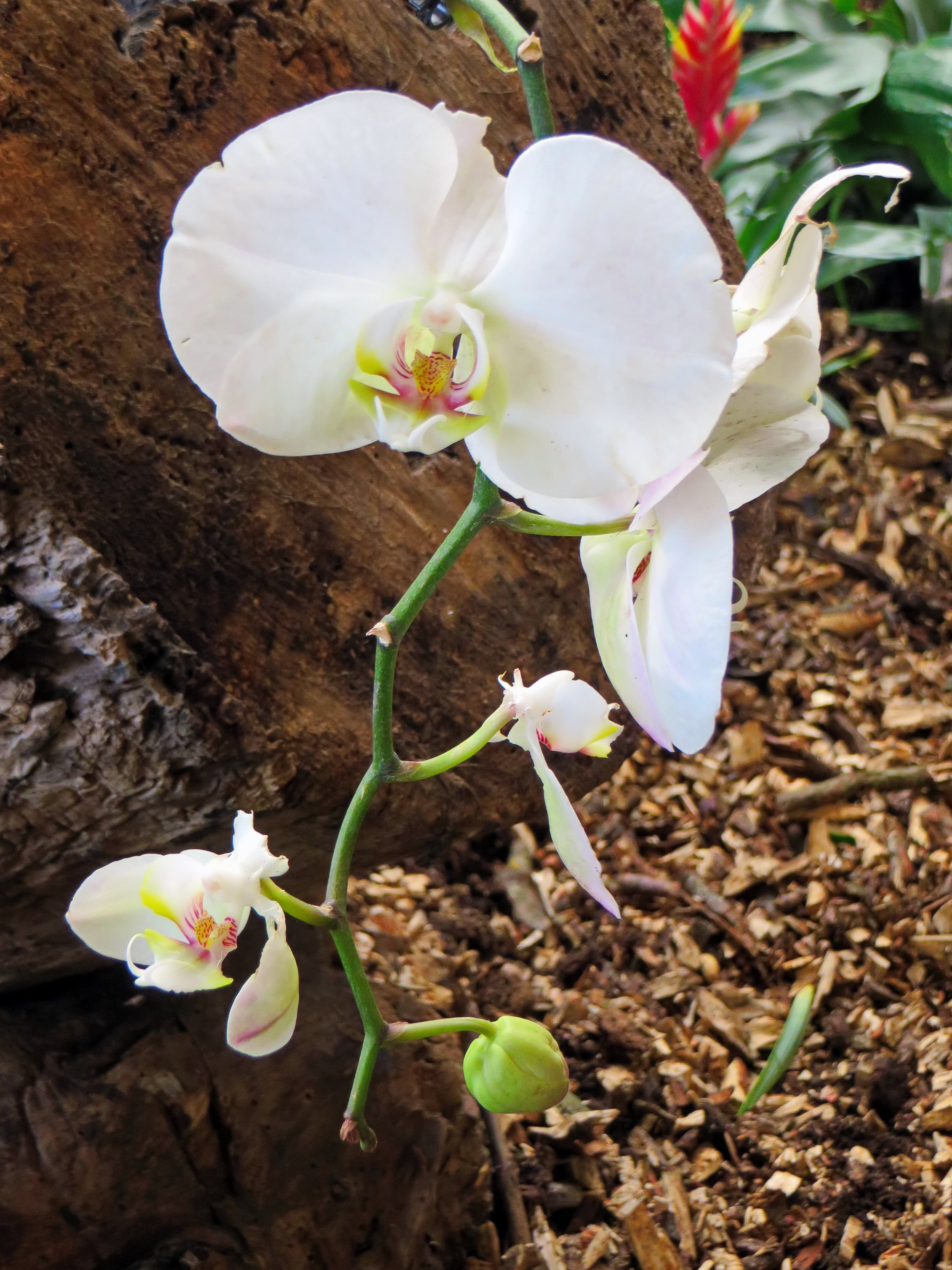 fragility, vulnerability, orchid, petal, beauty in nature, white color, blossom, growth, close-up, land, nature, exotic, day, flower, springtime, cymbidium, Phone HD Wallpaper