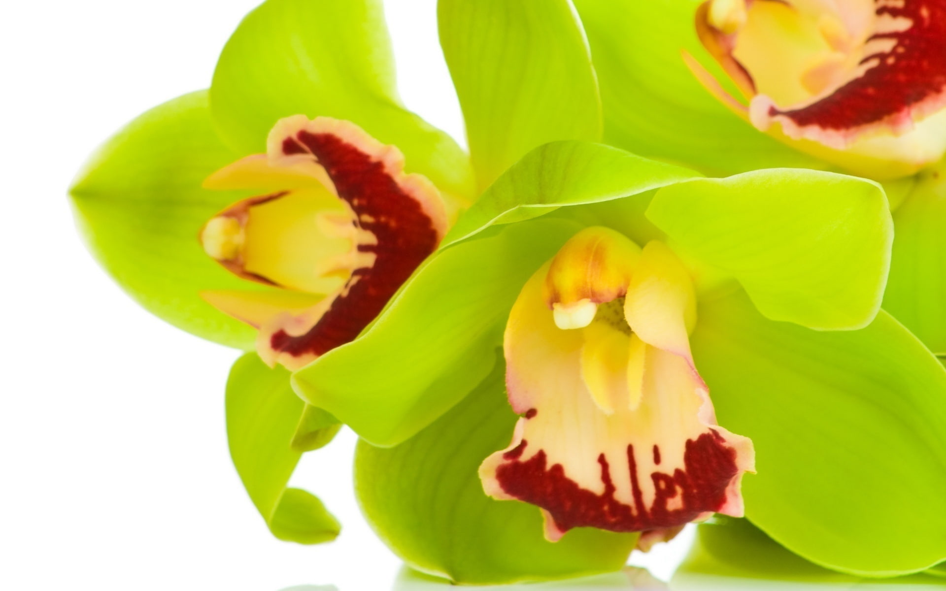 green, orchids, flowers, 1080P, Cymbidium, macro, HD Wallpaper