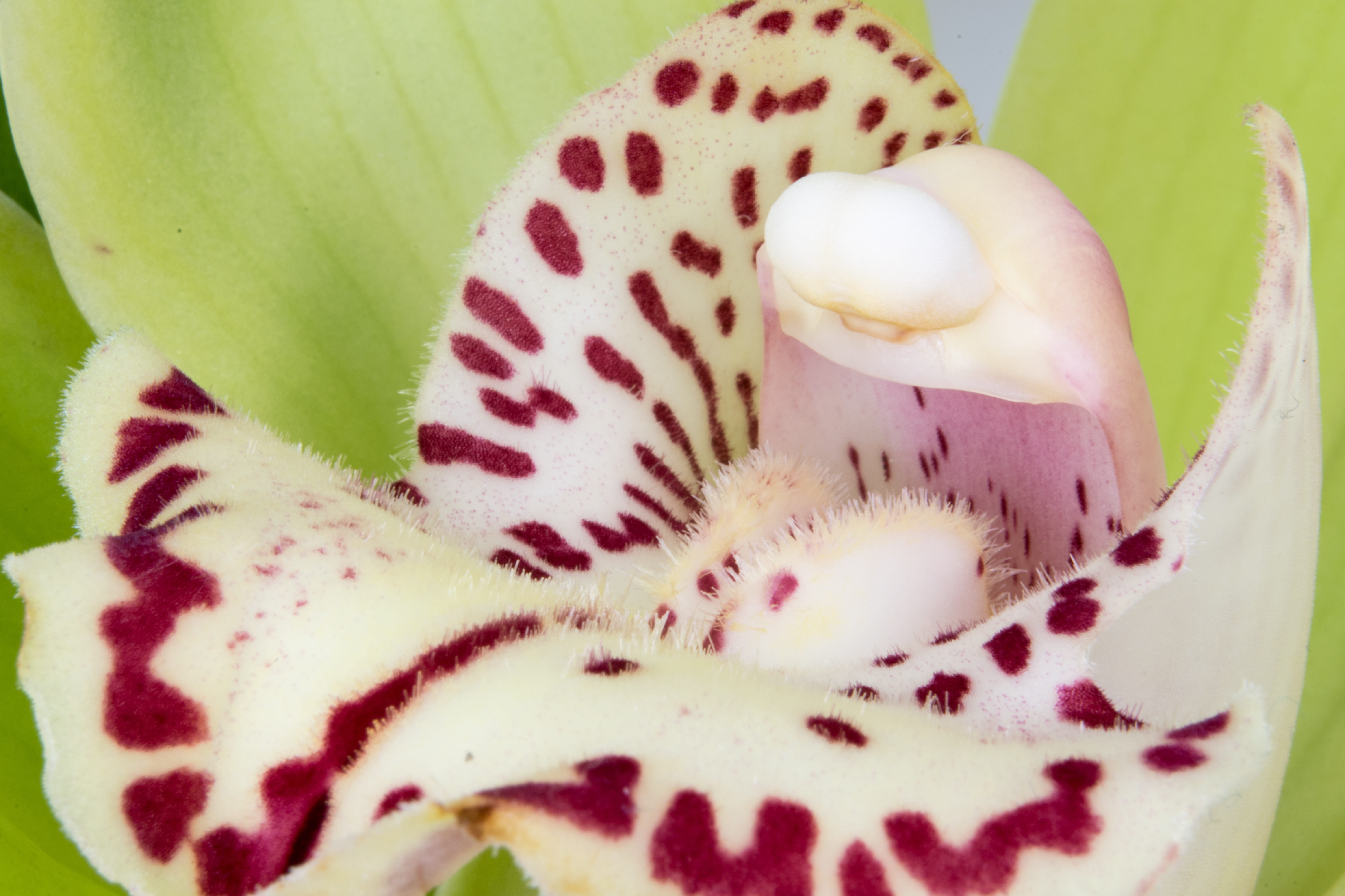blossom, cross section, macro, floristry, red, fruit, seed, china, close-up, food and drink, swinging, bloom, pink color, close, slice, kiwi, cymbidium, HD Wallpaper