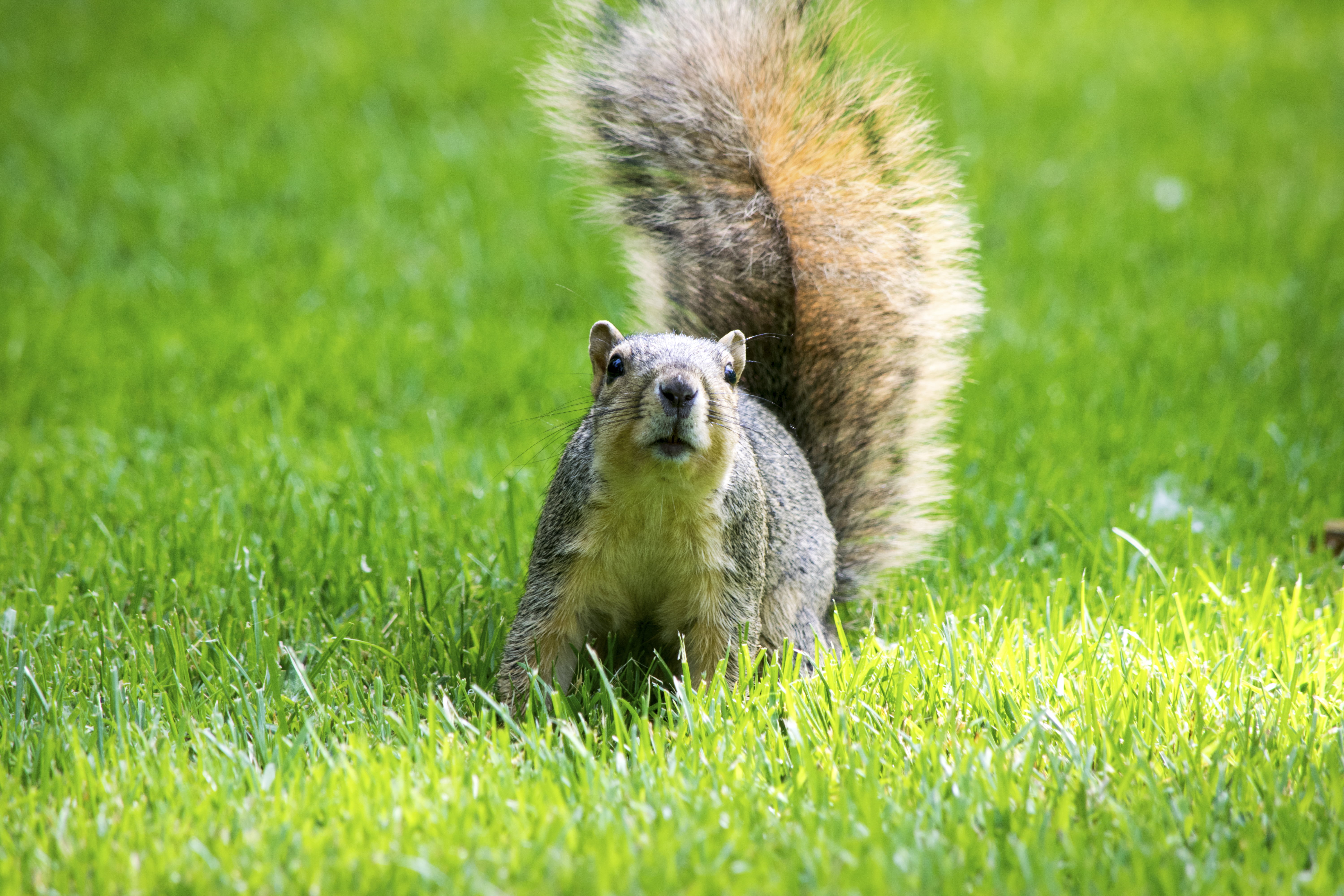 humor, rodent, nature, grass, mammal, Squirrel, animals, fauna, grass  green, animal, wildlife, nikon  d3300, alex  day, outdoors, east  lansing  michigan, HD Wallpaper