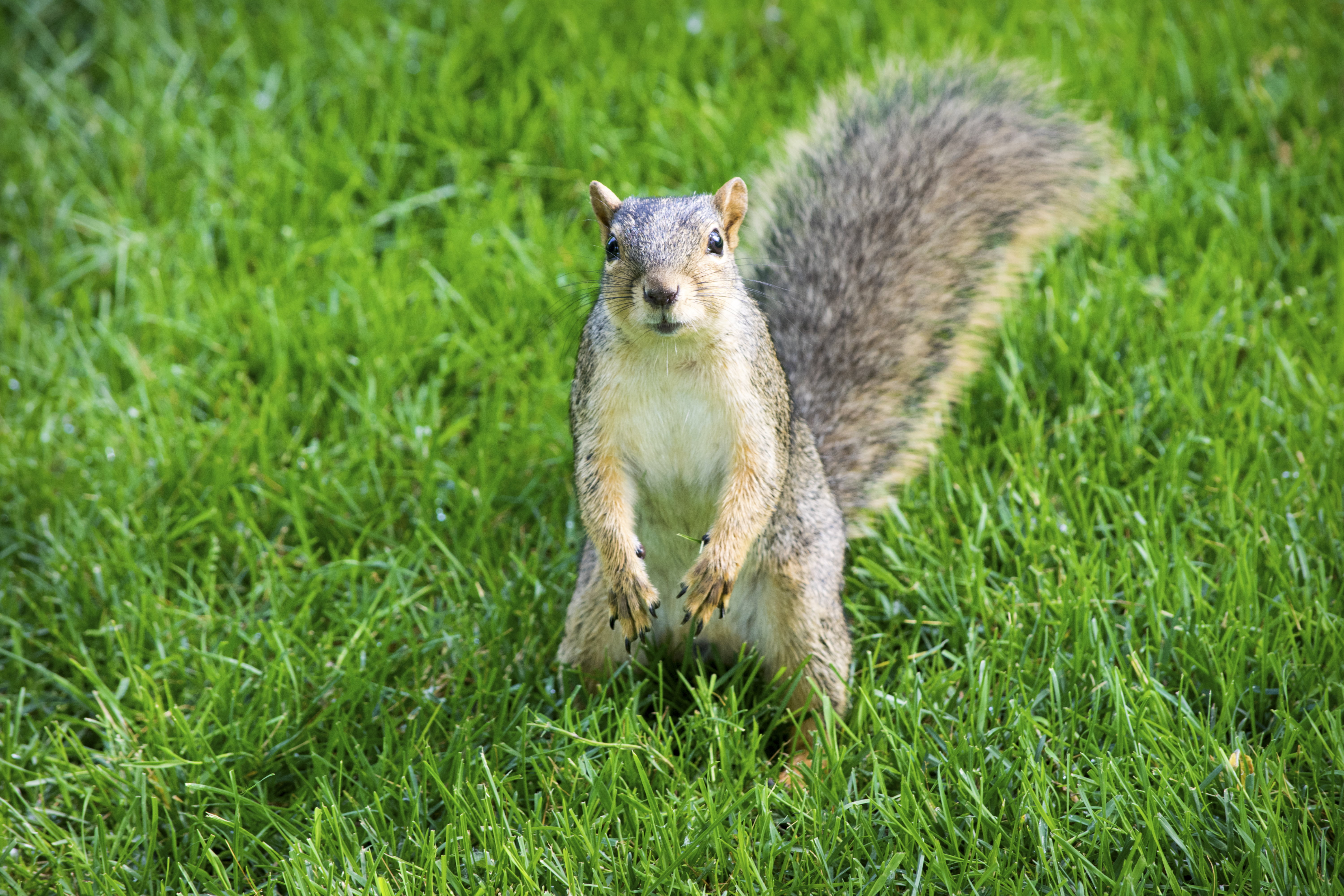 fauna, green, midday, nature, brown, campus, sunny, michigan  state, outdoors, tail, rodent, grass, paws, eye, squirrels, mammal, green grass, animal, squirrel, HD Wallpaper