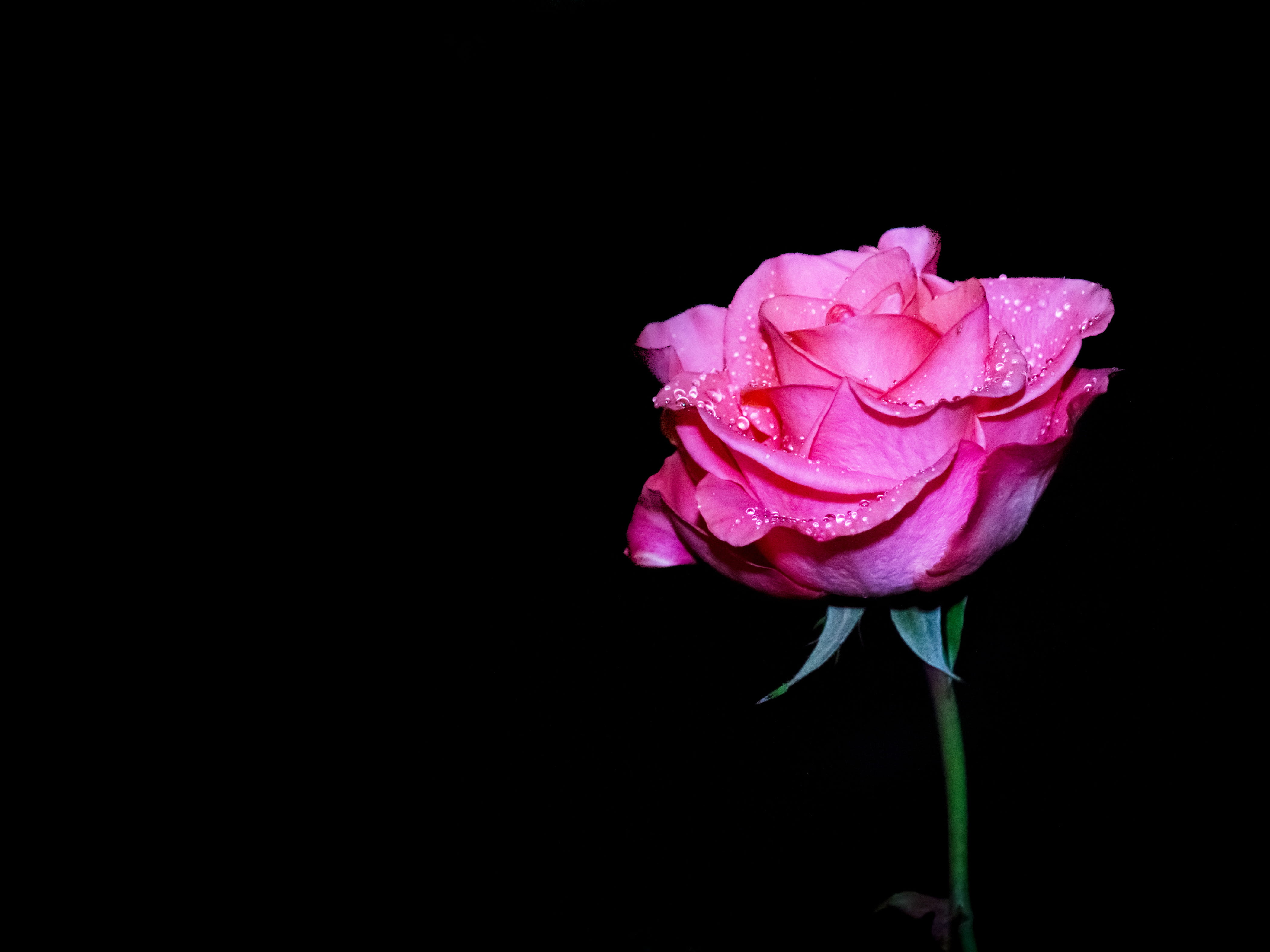 copy space, flower head, flowering plant, beauty, close-up, petals, fragility, rosa, pink, nature, vulnerability, no people, inflorescence, petal, 4K, HD Wallpaper
