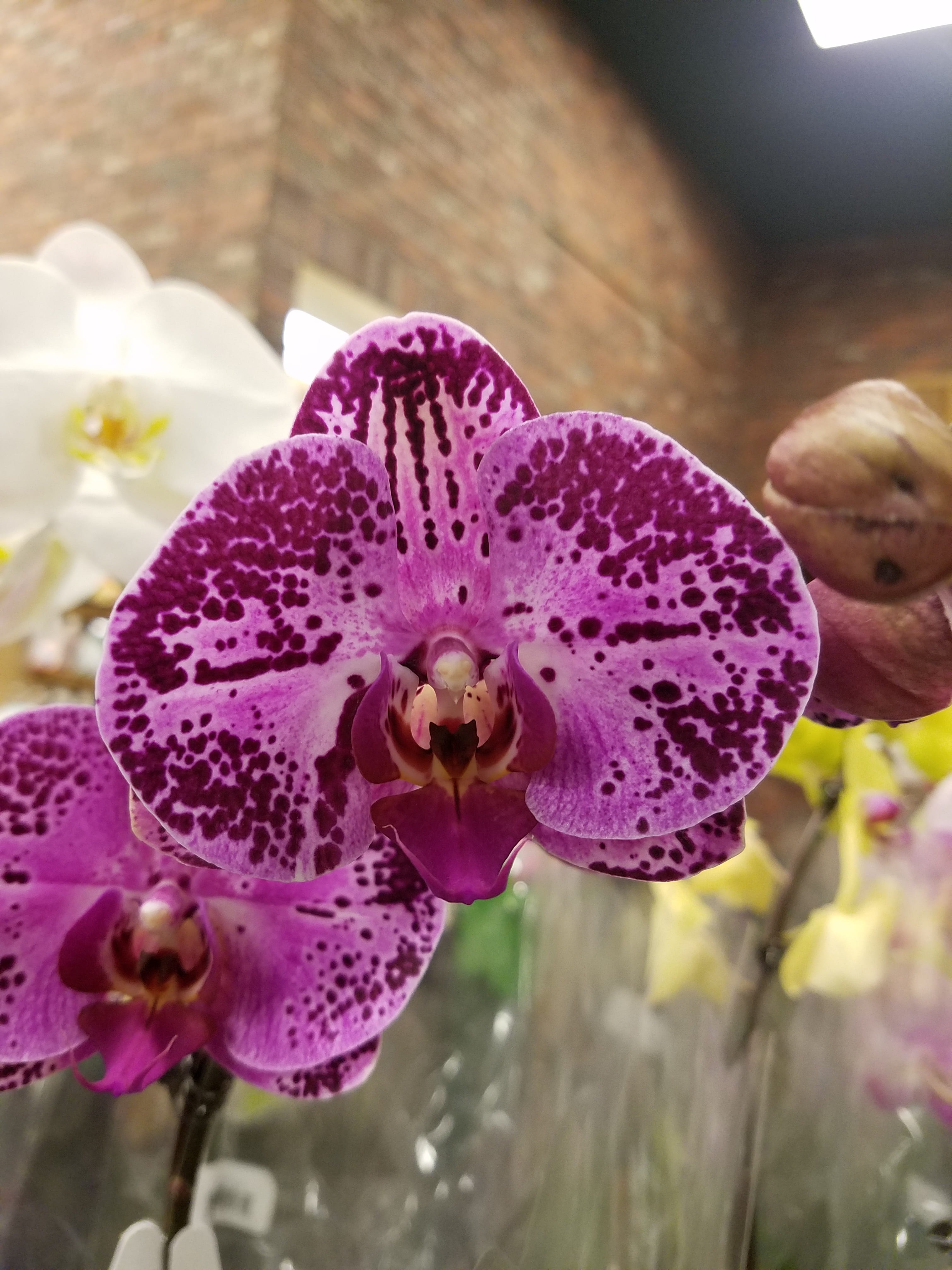 orquídea, purple flower, nature, flower head, flower, pink color, growth, fragility, focus on foreground, no people, pollen, purple, beauty in nature, vulnerability, Phone HD Wallpaper