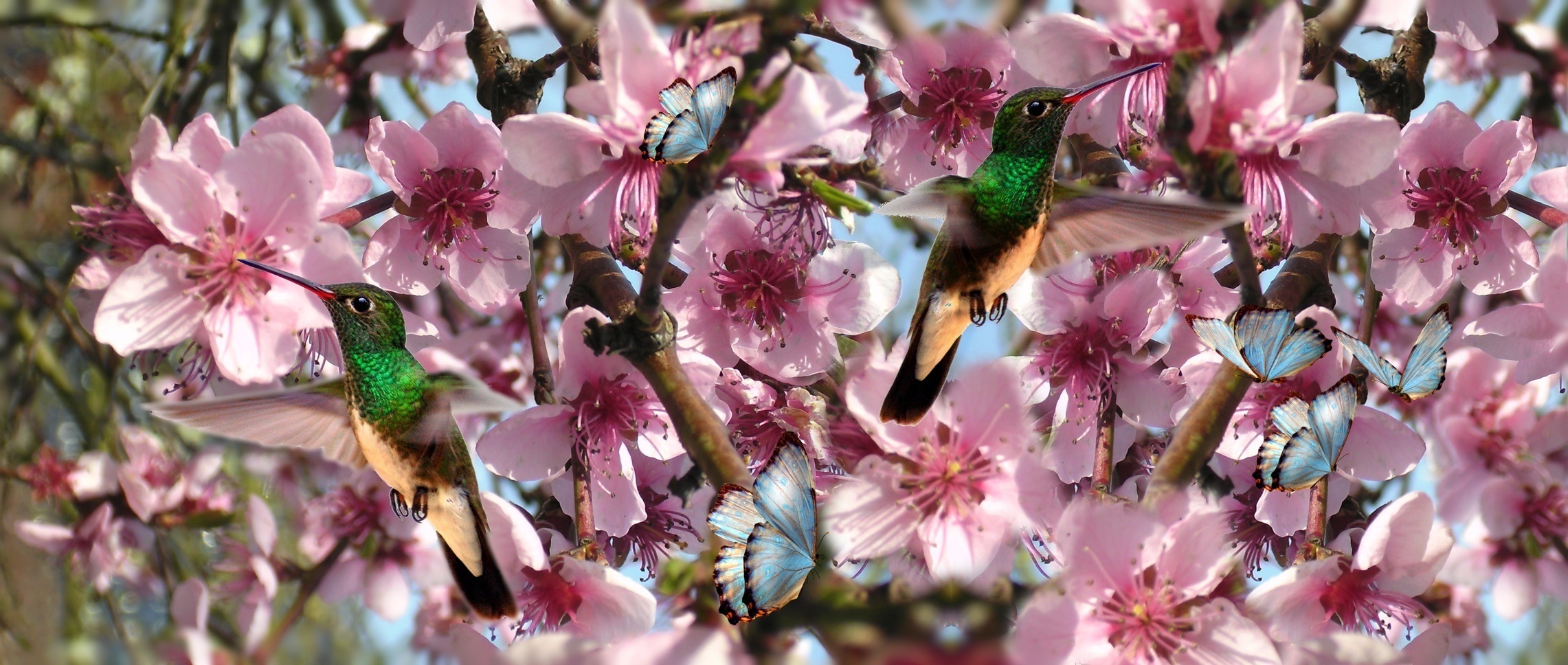 outdoors, beauty in nature, close-up, cherry blossom, tree, springtime, flower head, nature, fragility, pollen, flowers, bird, beija flor, petal, flower, HD Wallpaper