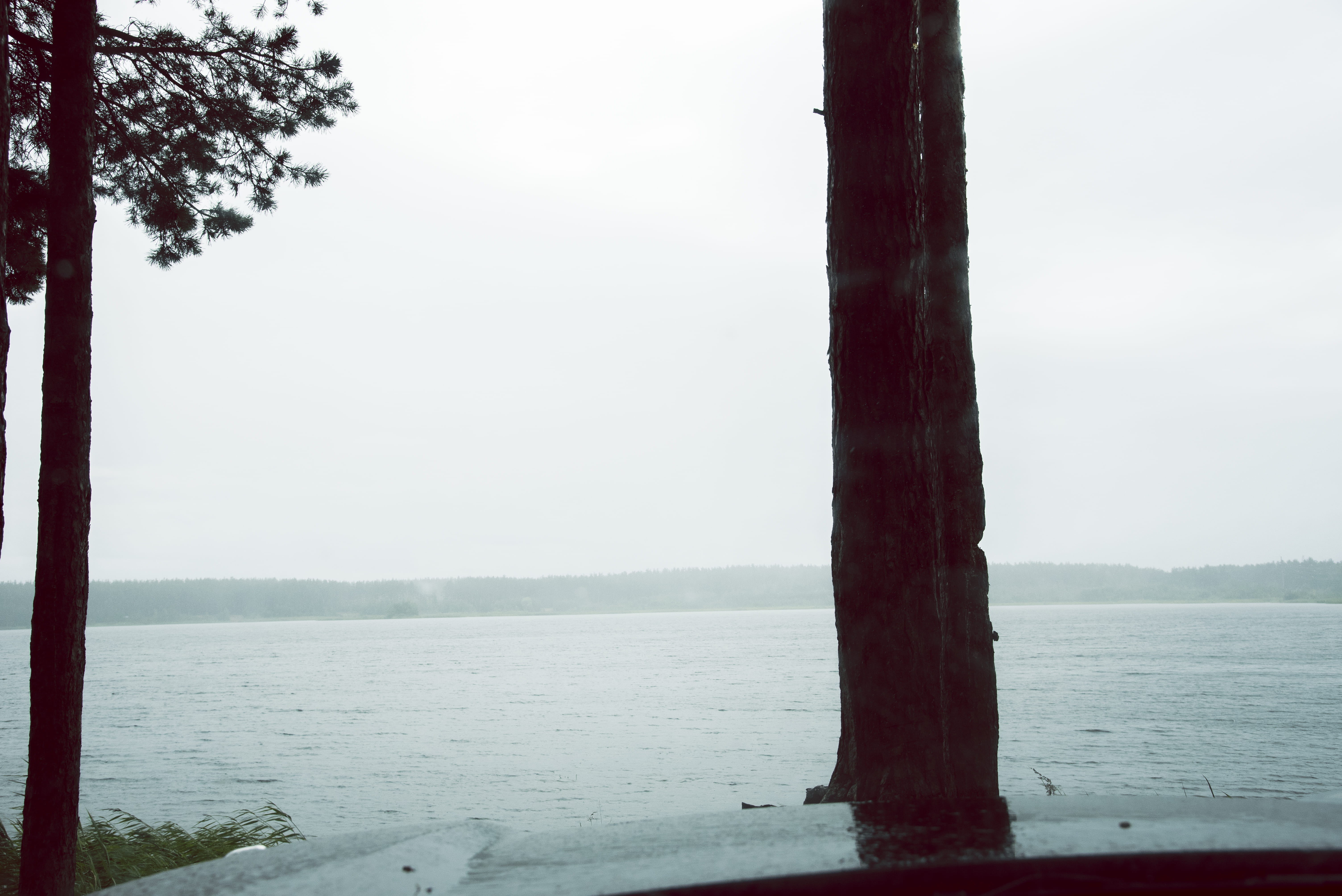 tree trunk, russia, nature, tranquil scene, fog, day, rf, wooden post, water, no people, non-urban scene, outdoors, light, tranquility, forest, sea, tree, HD Wallpaper