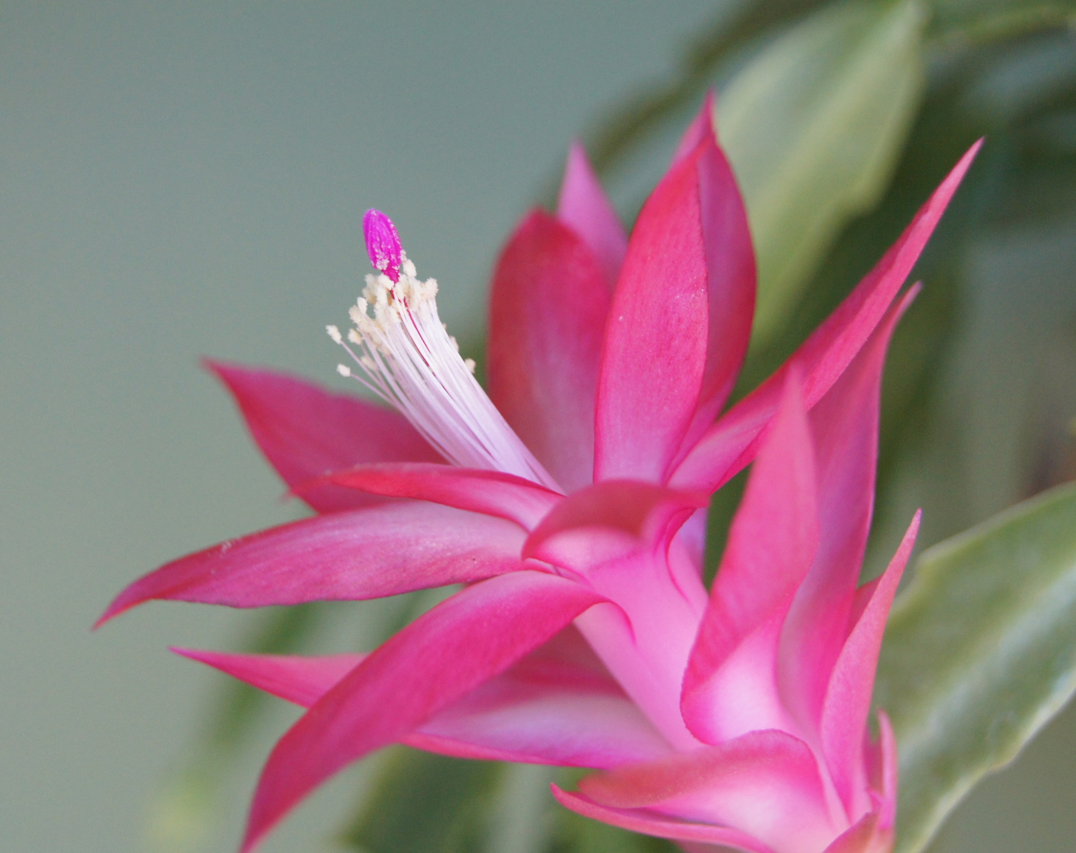 Flowers, macro, rf, flower nature, Nature, flower, 2K, HD Wallpaper